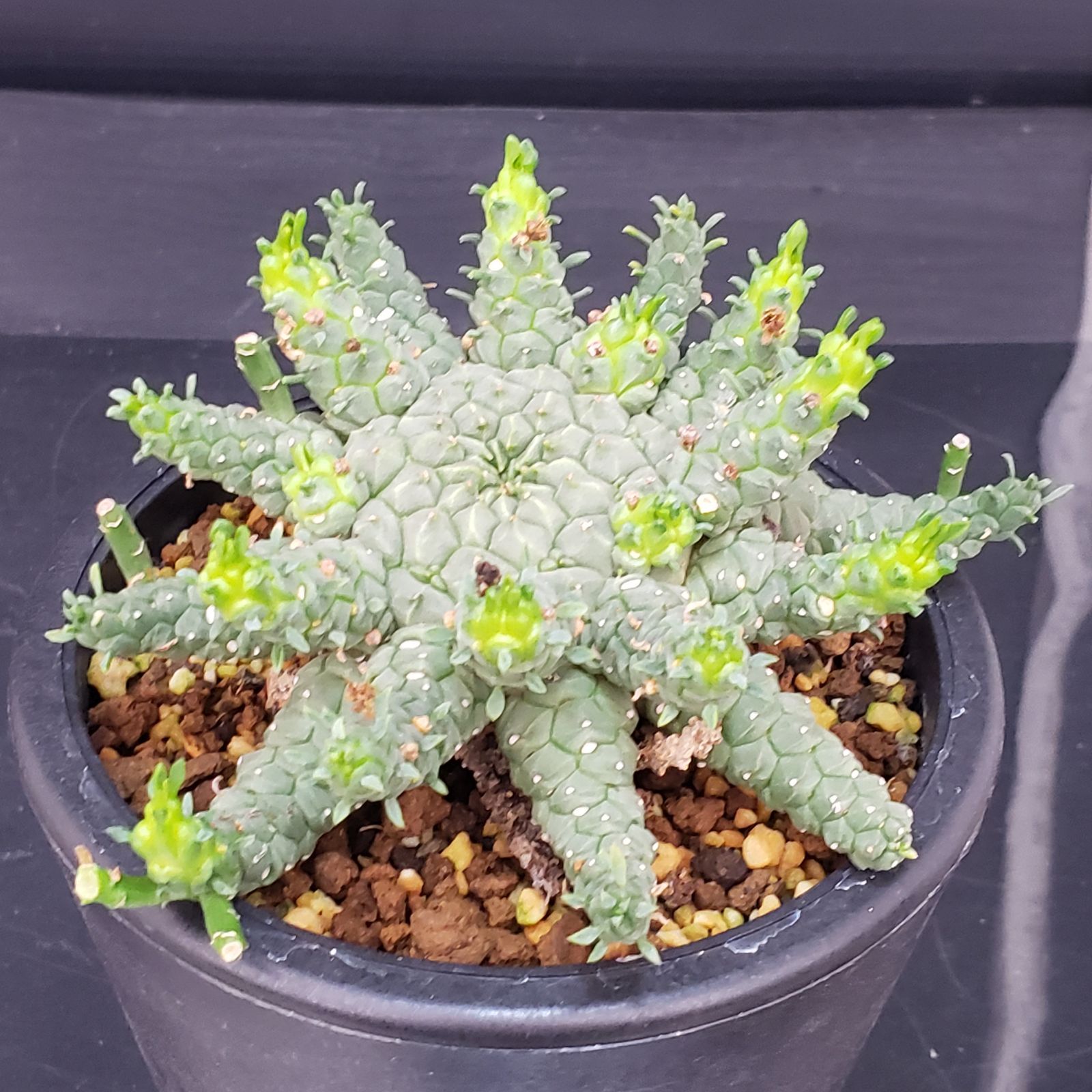 C350【自社養生株】ユーフォルビア ゴルゴニス（発根株・鉢植え