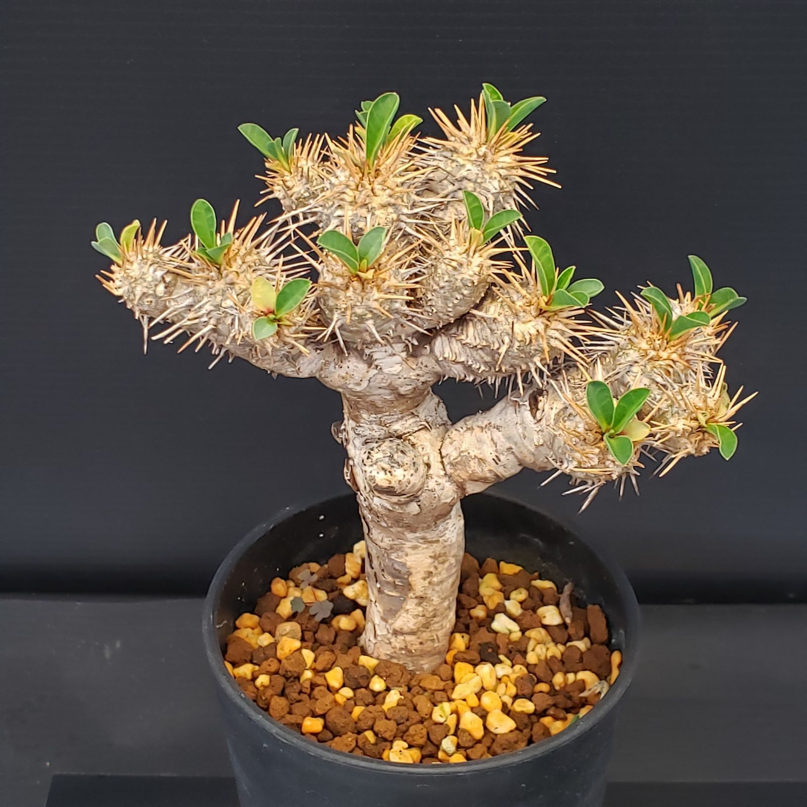 C366【自社養生株】ユーフォルビア ギラウミニアナ（S）（現地球・発