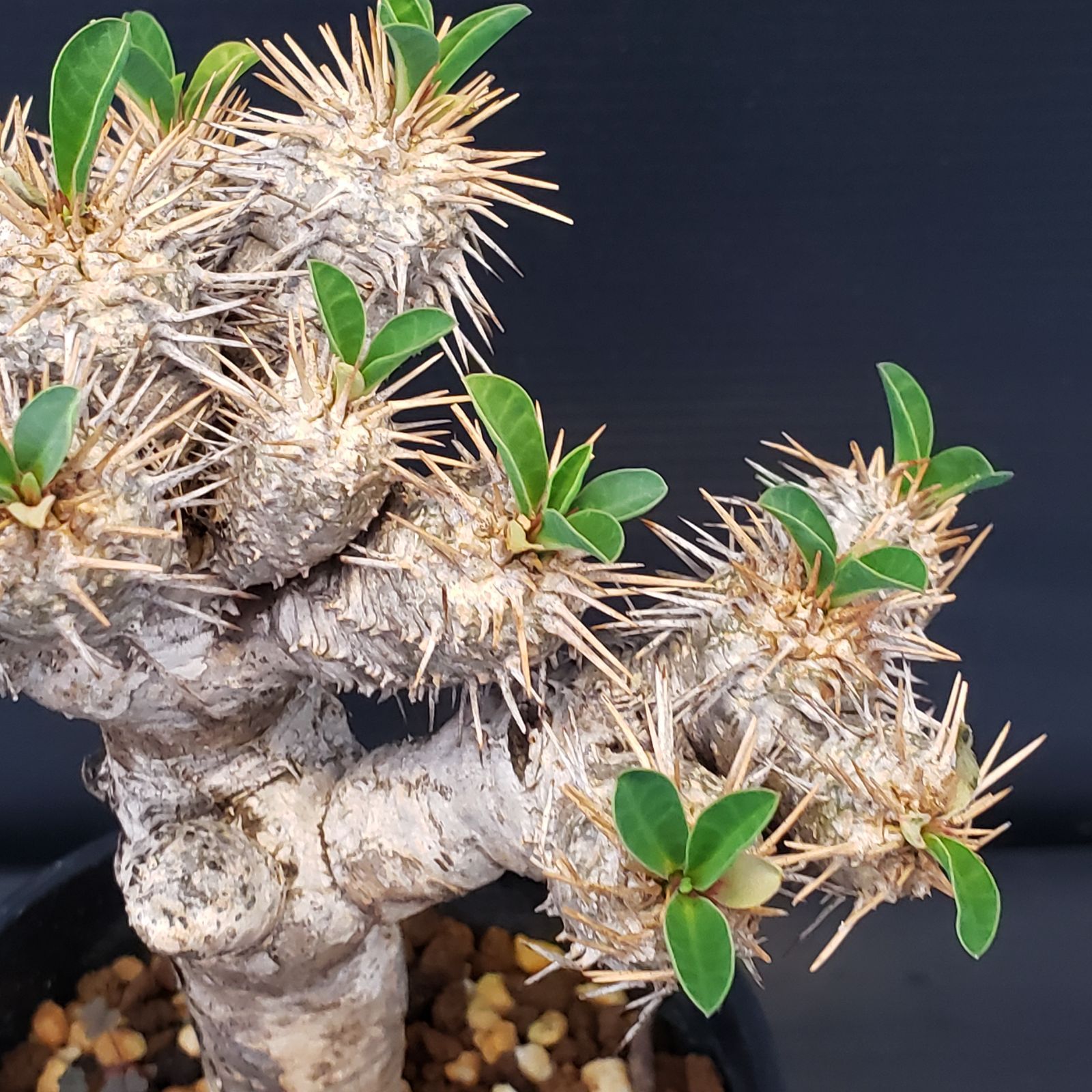 C366【自社養生株】ユーフォルビア ギラウミニアナ（S）（現地球・発