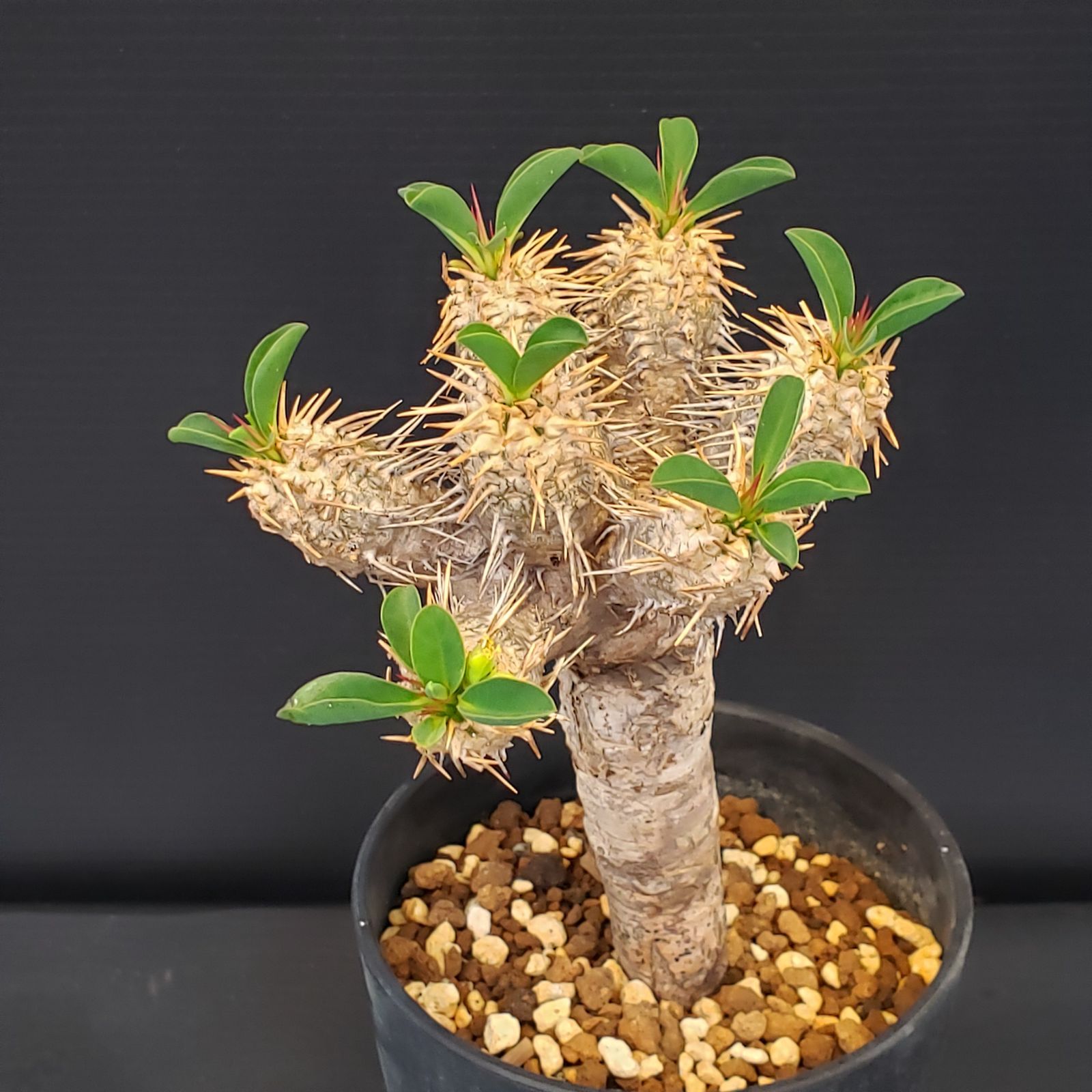 塊根植物 ユーフォルビア　ギラウミニアナ C365【自社養生株】ユーフォルビア ギラウミニアナ（S）（現地球・発