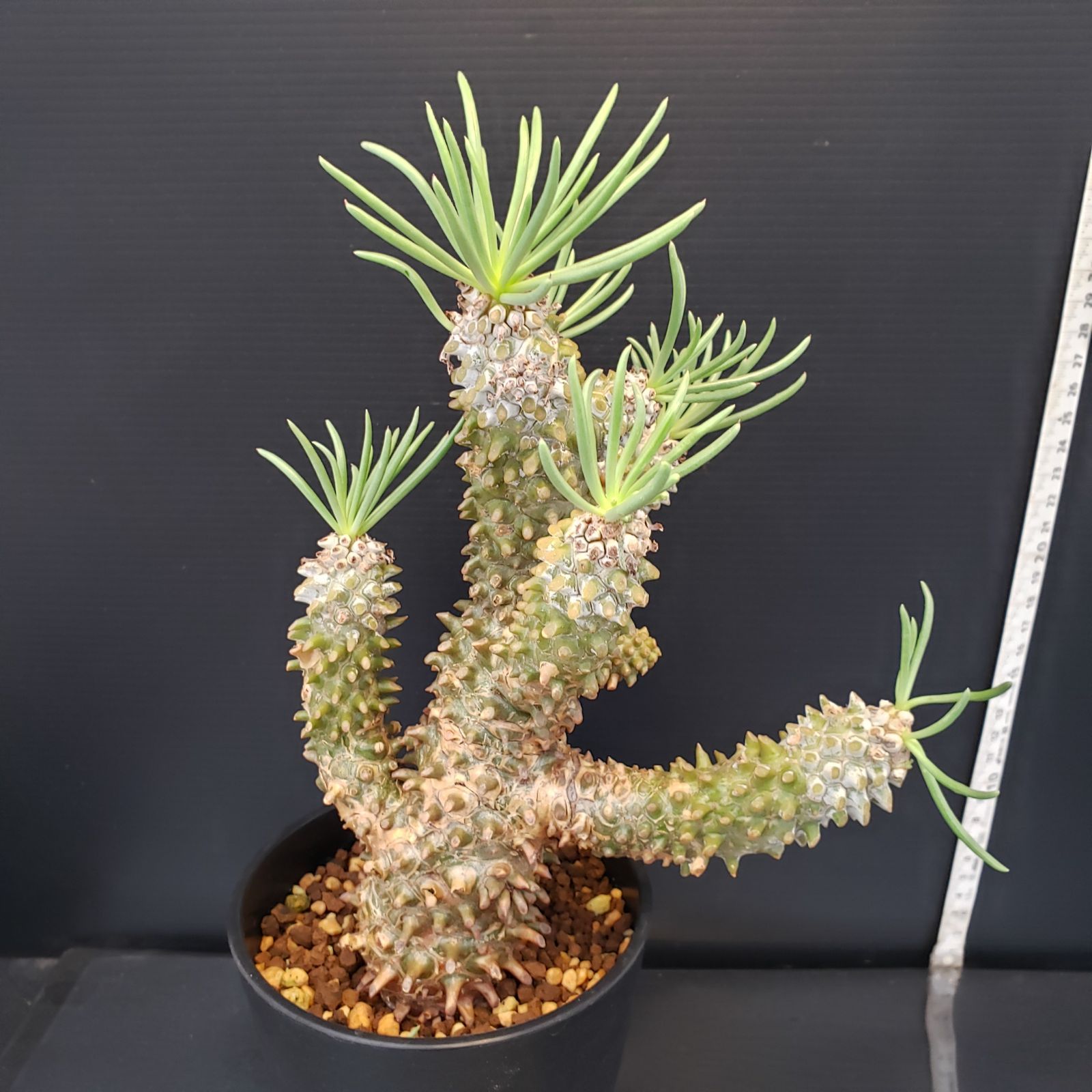 C368【自社養生株】チレコドン ワリチー（現地球・発根株・鉢植え