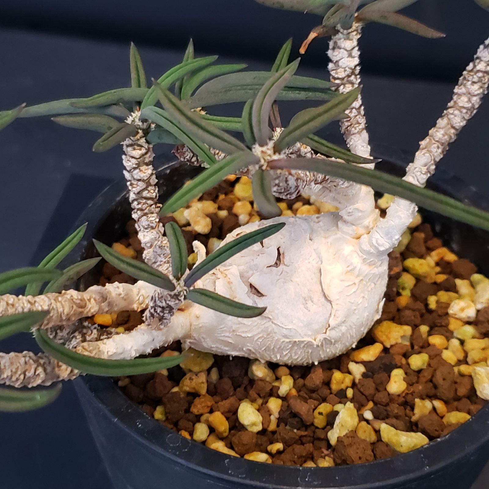 C370【自社養生株】ユーフォルビア キリンドリフォリア（実生・発根株