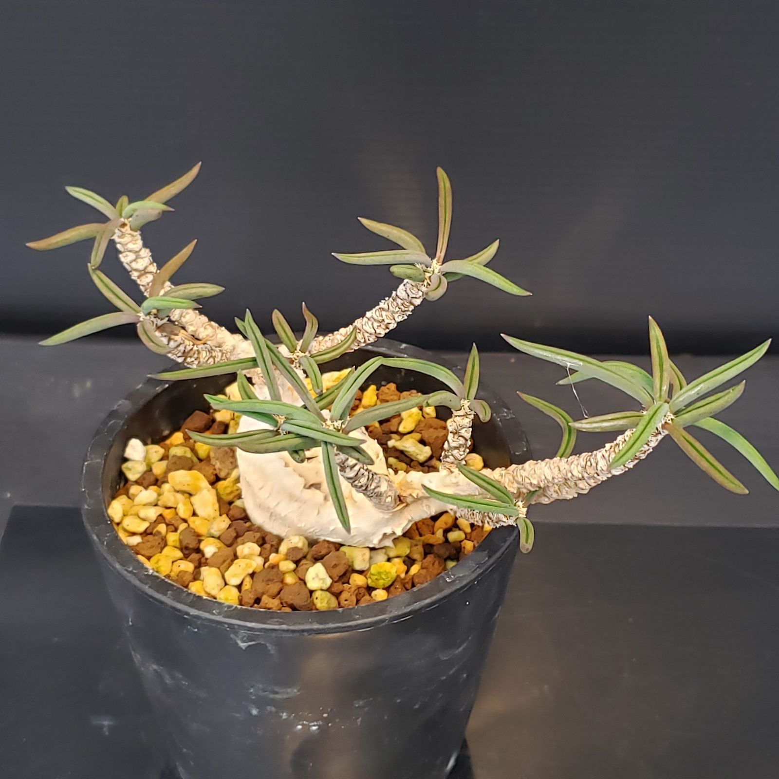 C370【自社養生株】ユーフォルビア キリンドリフォリア（実生・発根株