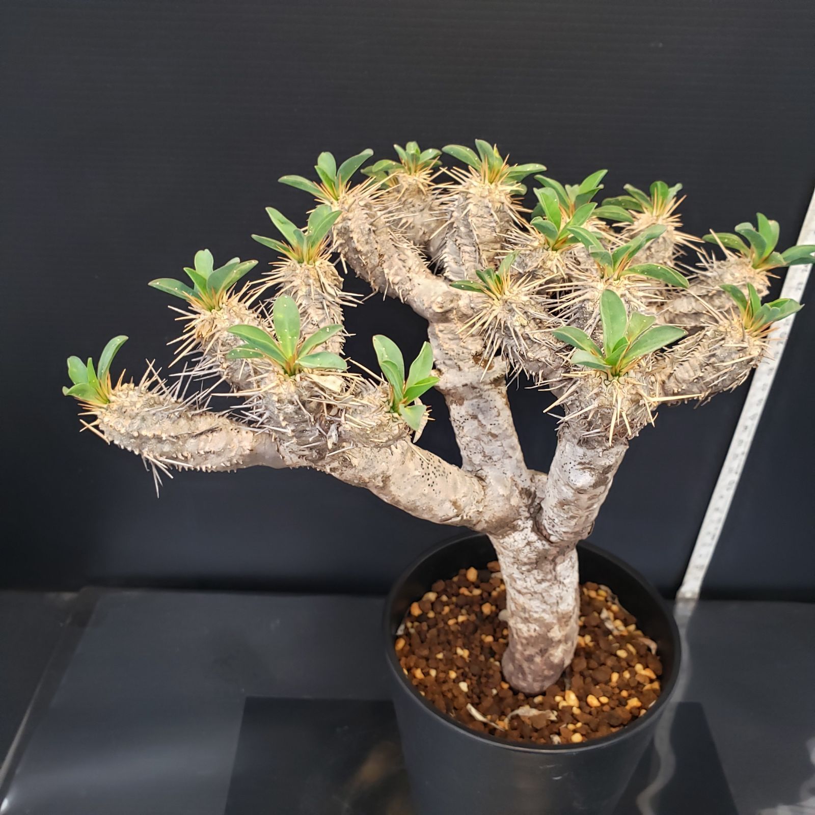 C374【自社養生株】ユーフォルビア ギラウミニアナ（M)（現地球・発