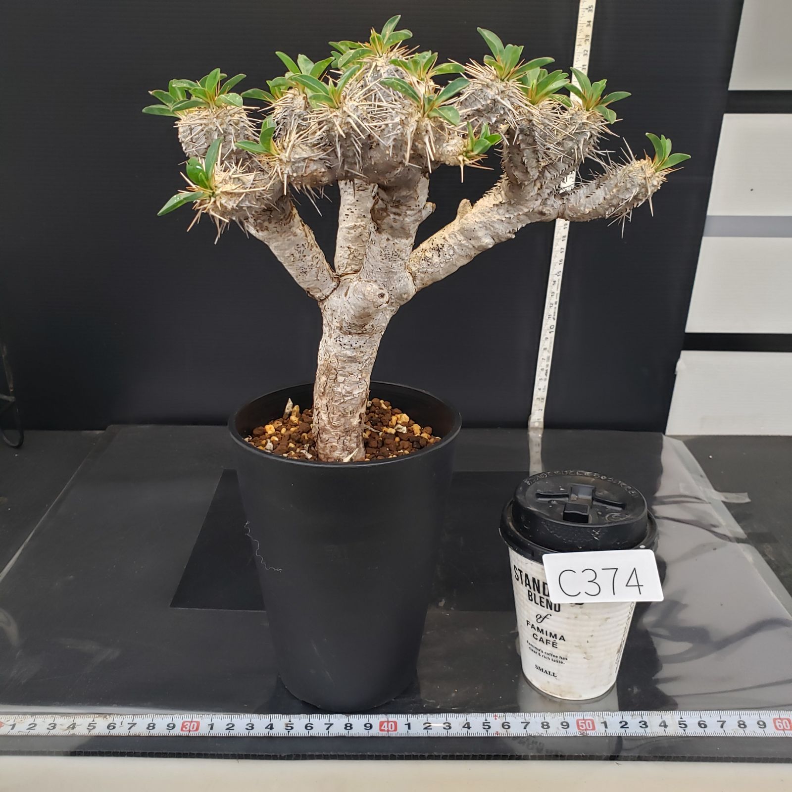 C374【自社養生株】ユーフォルビア ギラウミニアナ（M)（現地球・発