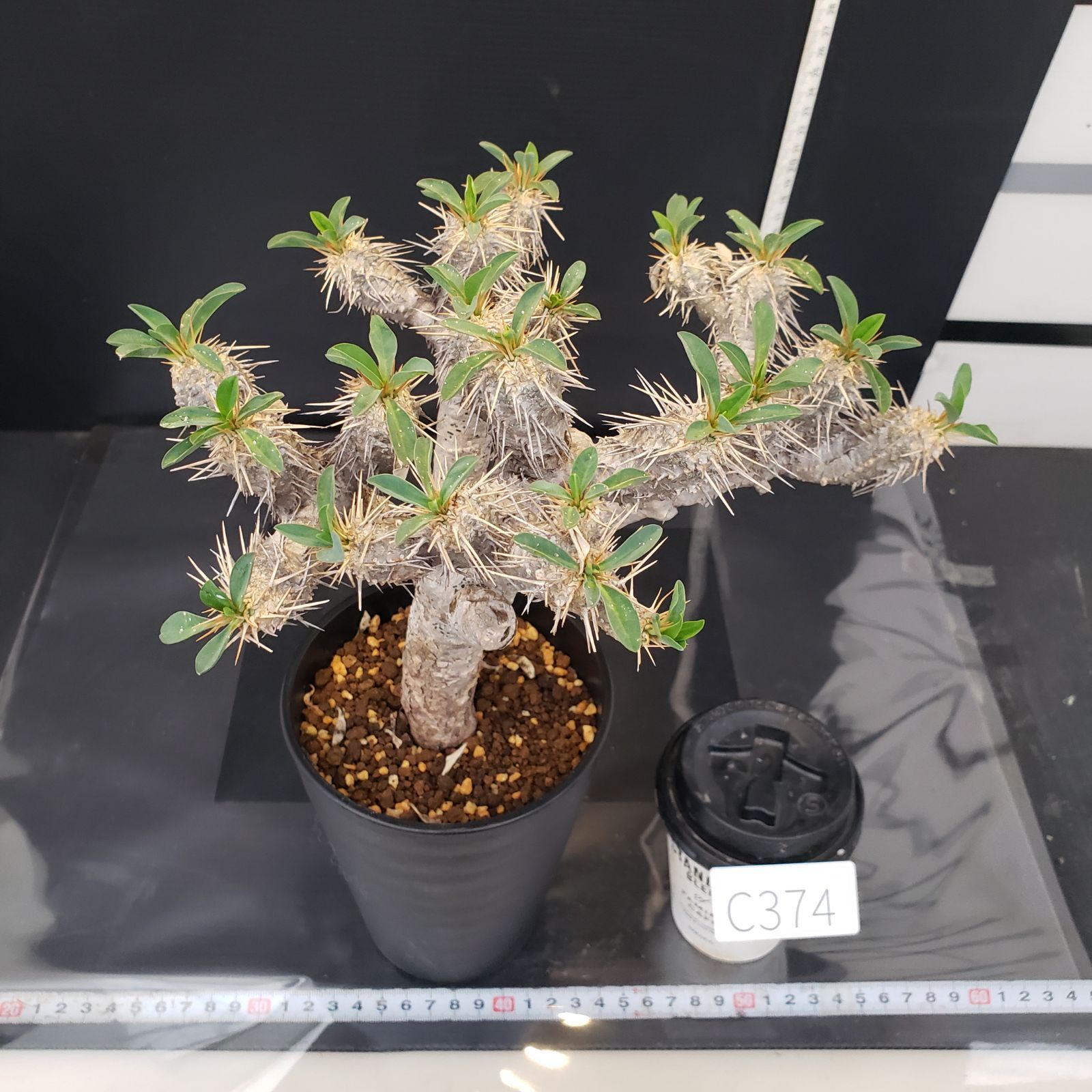 ユーフォルビア　ギラウミニアナ　現地球　発根株　（鉢付き） ユーフォルビア ギラウミニアナ 大株 現地球 発根活着 n/oh 鉢付き