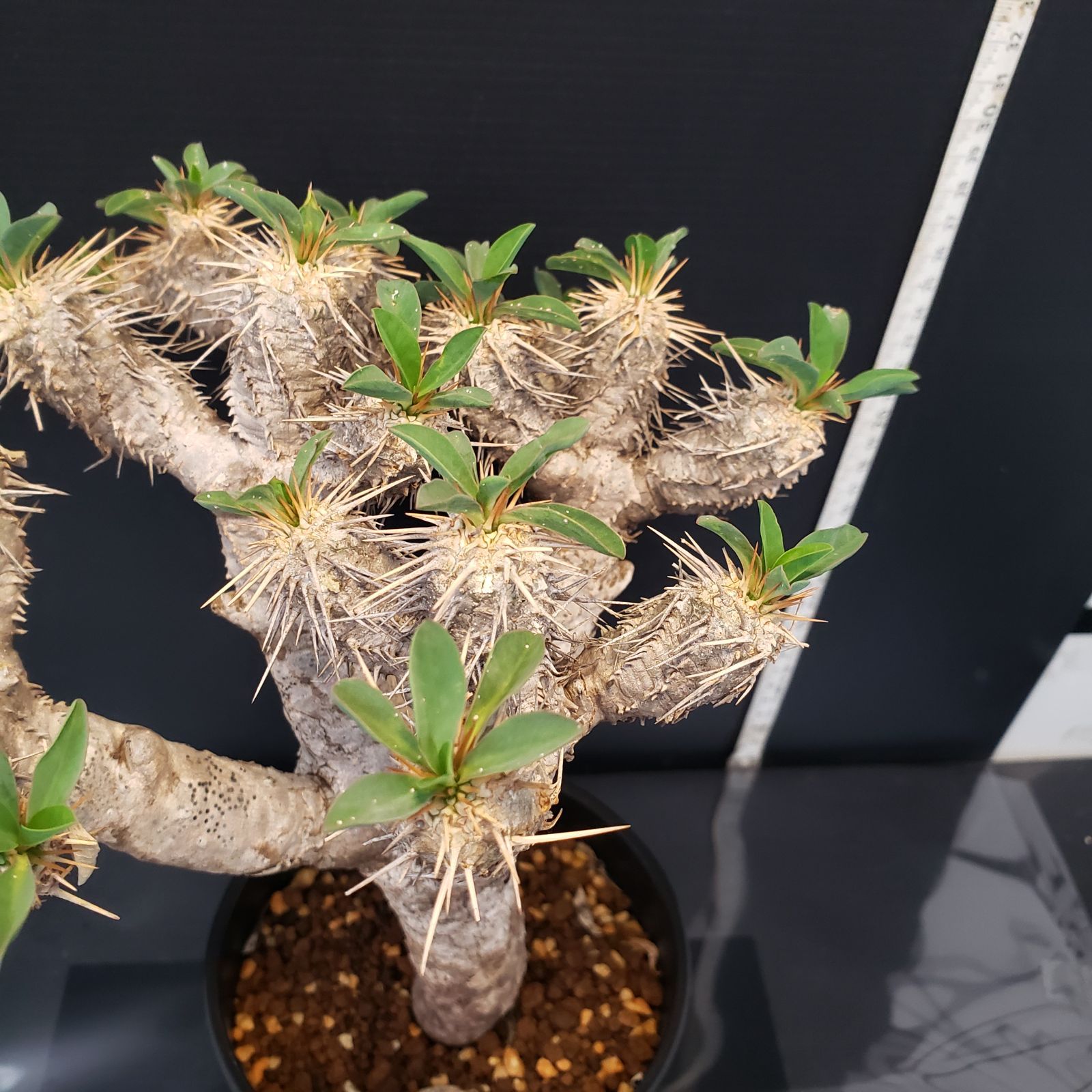 C374【自社養生株】ユーフォルビア ギラウミニアナ（M)（現地球・発