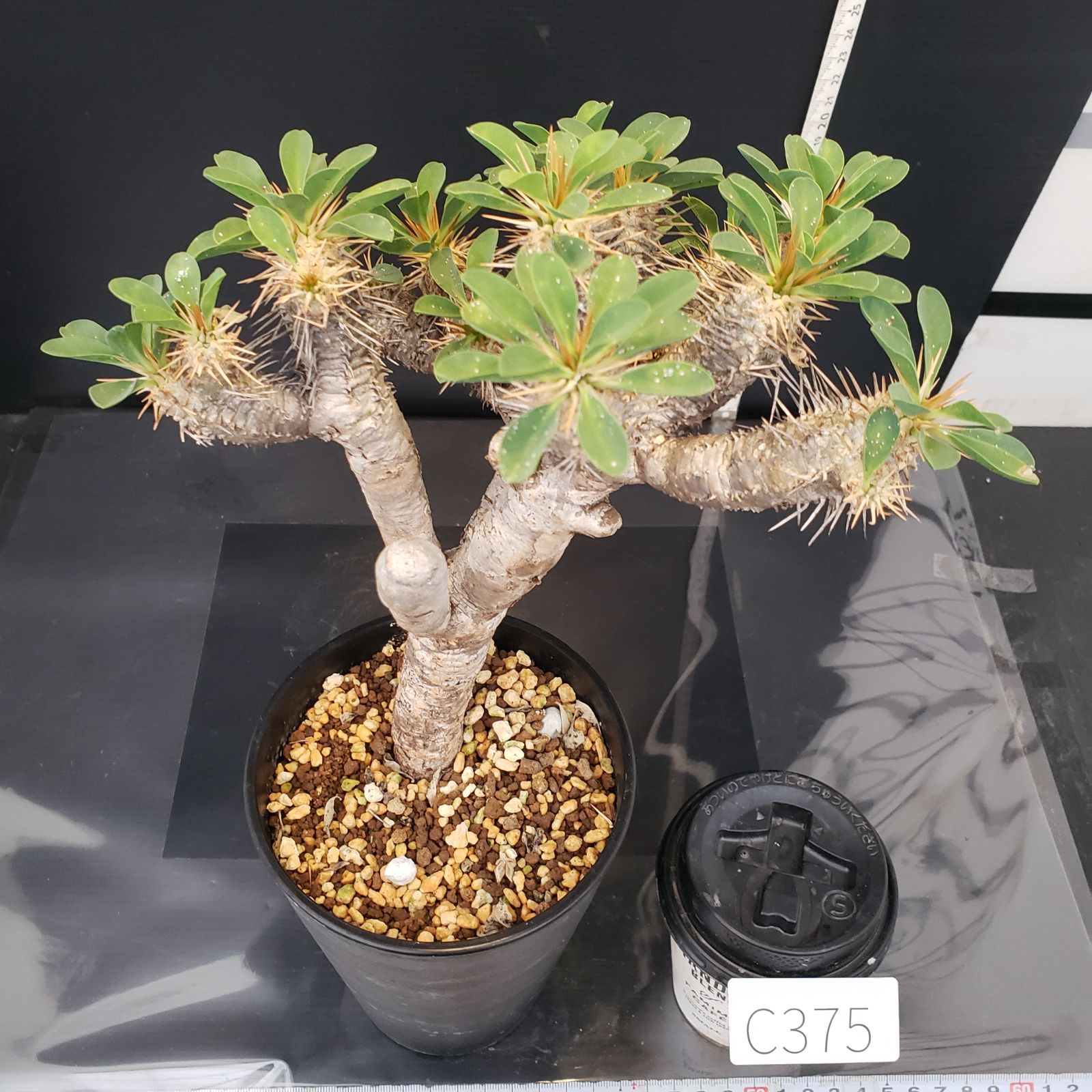 C375【自社養生株】ユーフォルビア ギラウミニアナ（M)（現地球・発