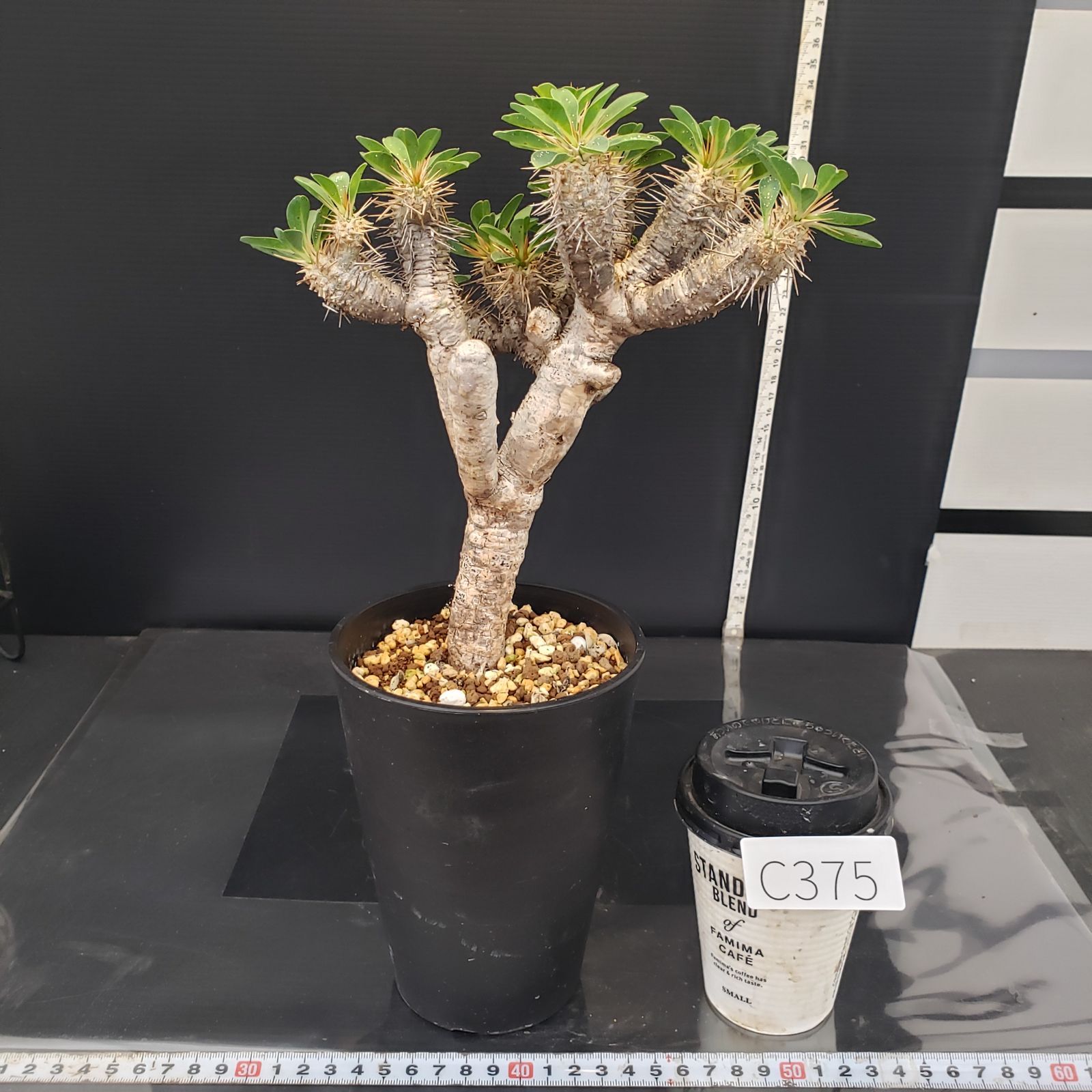 C375【自社養生株】ユーフォルビア ギラウミニアナ（M)（現地球・発