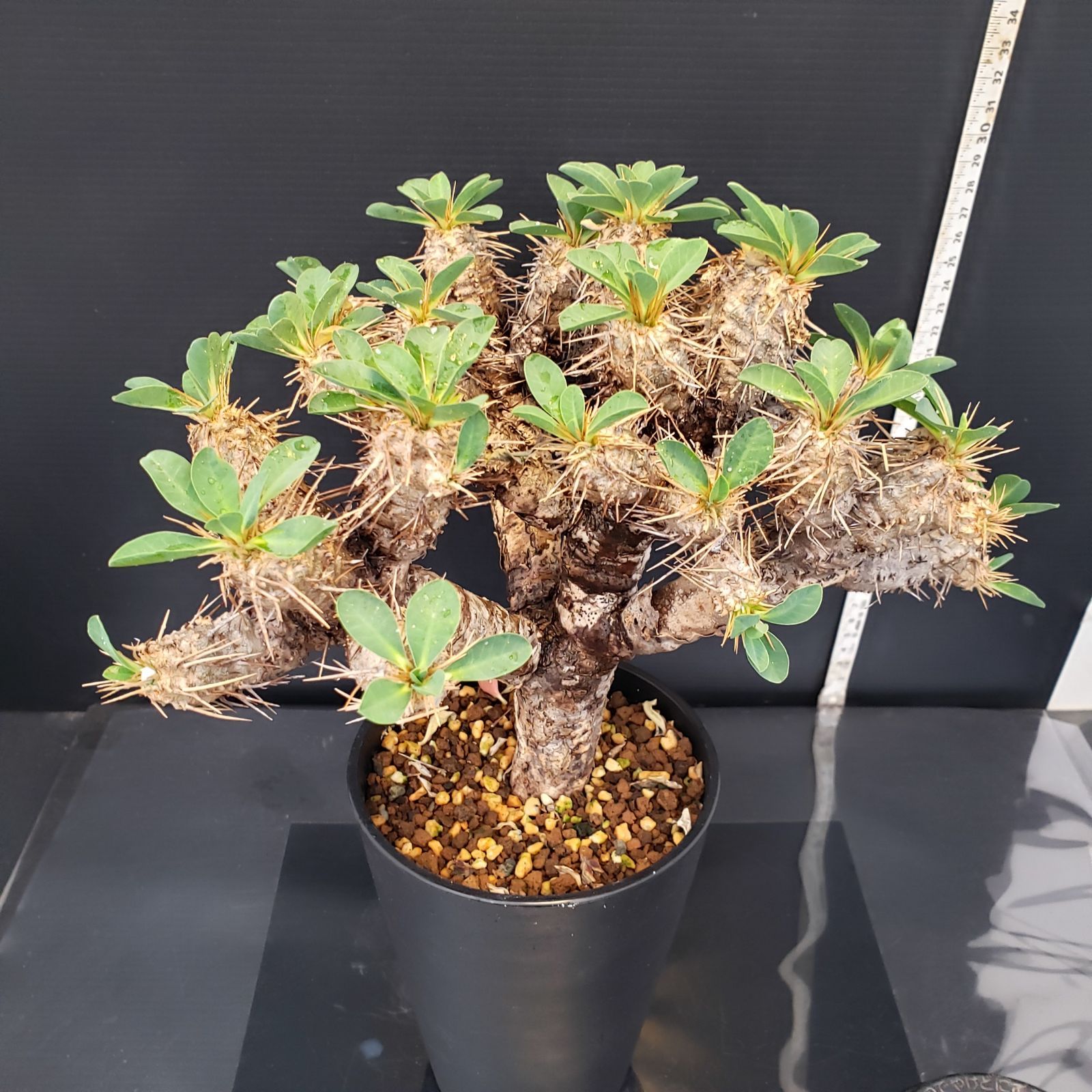 C376【自社養生株】ユーフォルビア ギラウミニアナ（M)（現地球・発