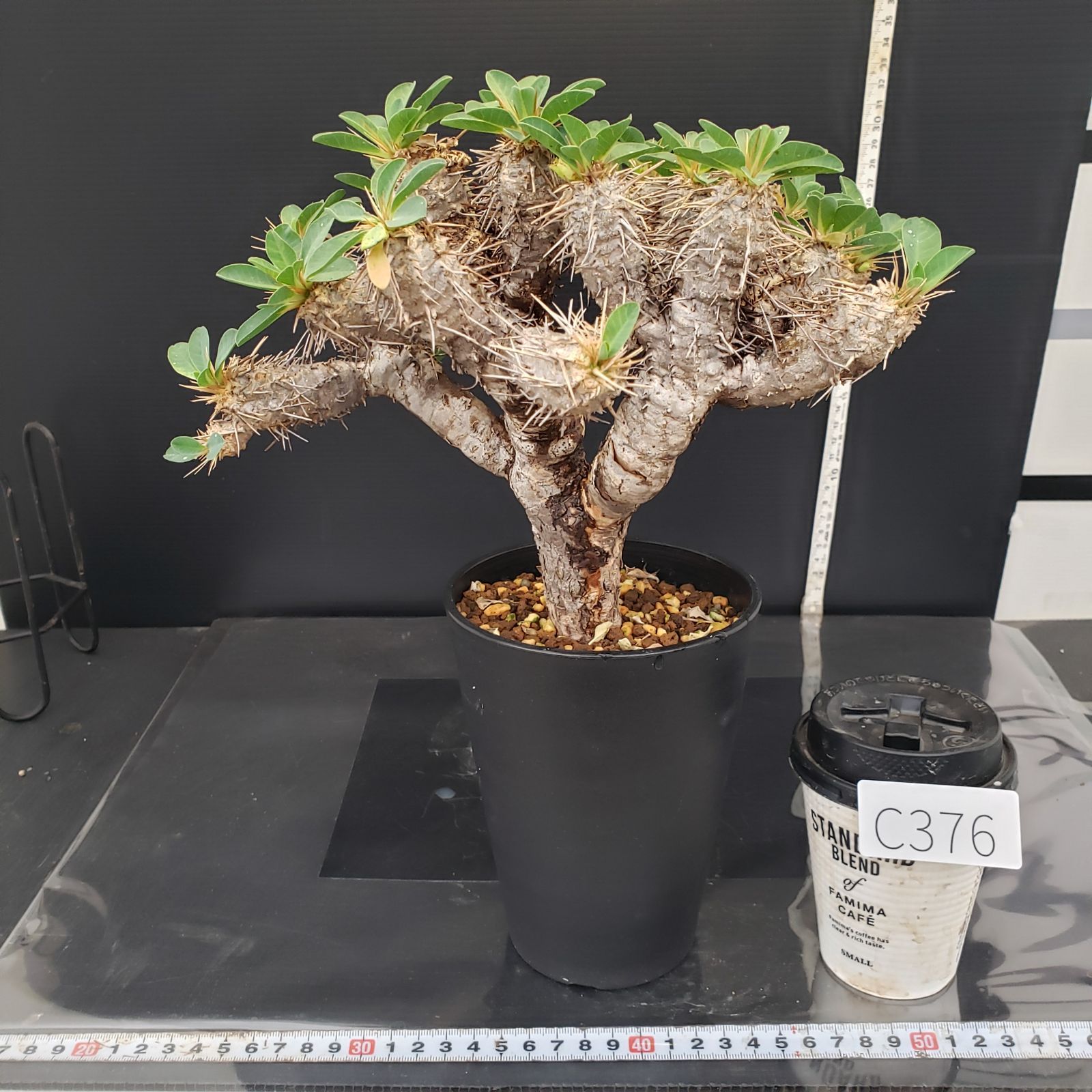 ユーフォルビア　ギラウミニアナ　現地球　発根株　（鉢付き） ユーフォルビア・ギラウミニアナ (現地球) RF22324 | RAFLUM / ラフラム