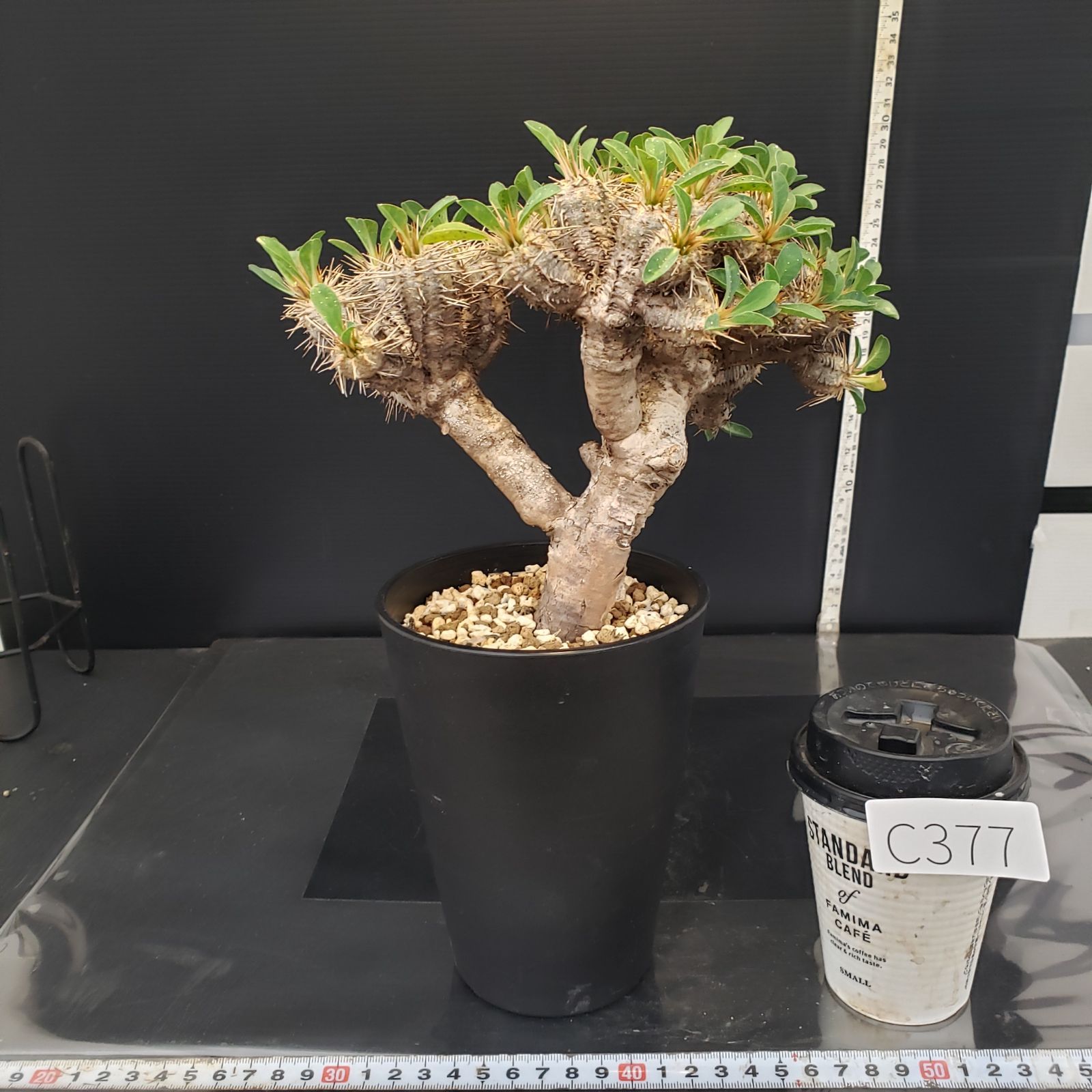 C377【自社養生株】ユーフォルビア ギラウミニアナ（M)（現地球・発