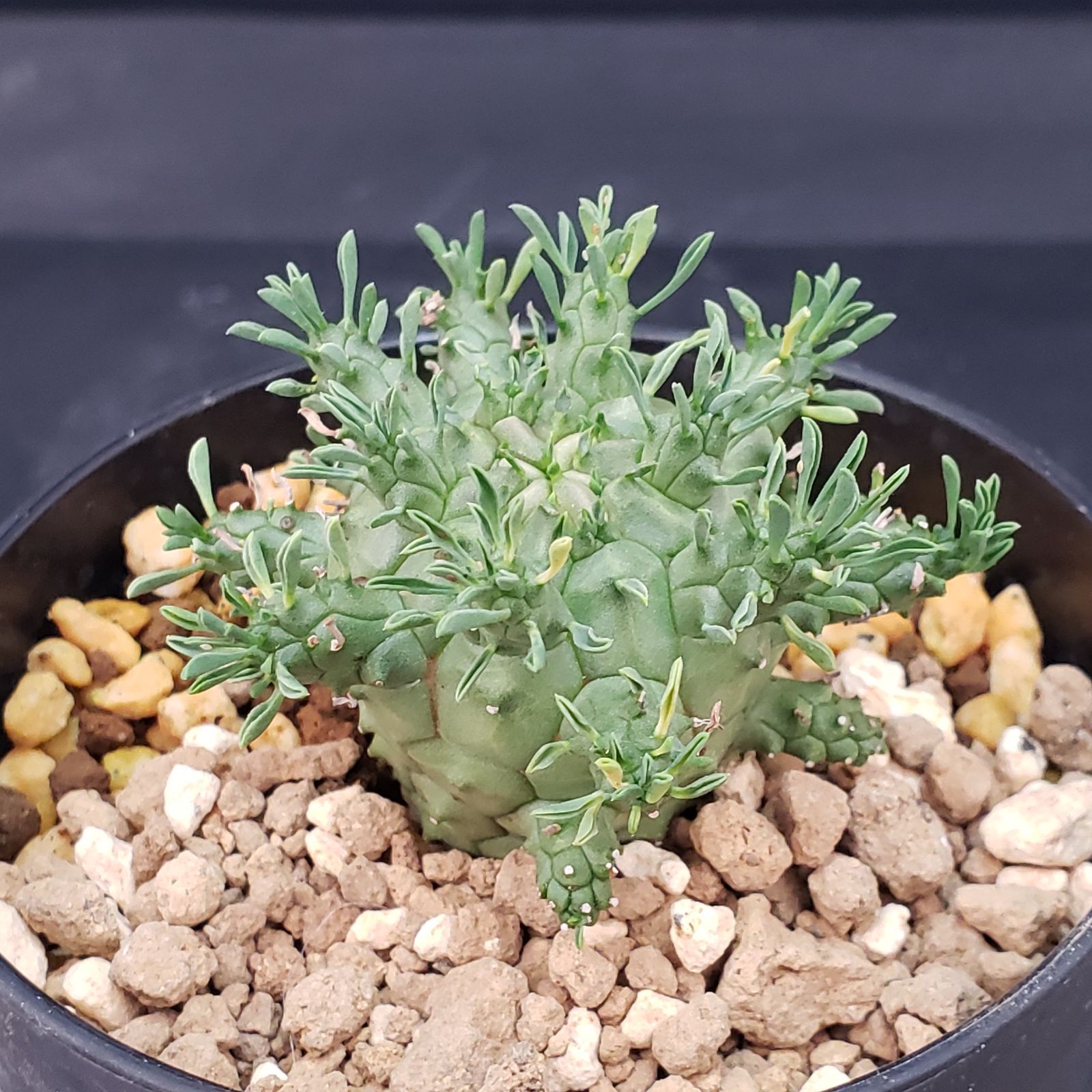 C379【自社養生株】ユーフォルビア デセプタ（発根株・鉢植え）【塊根