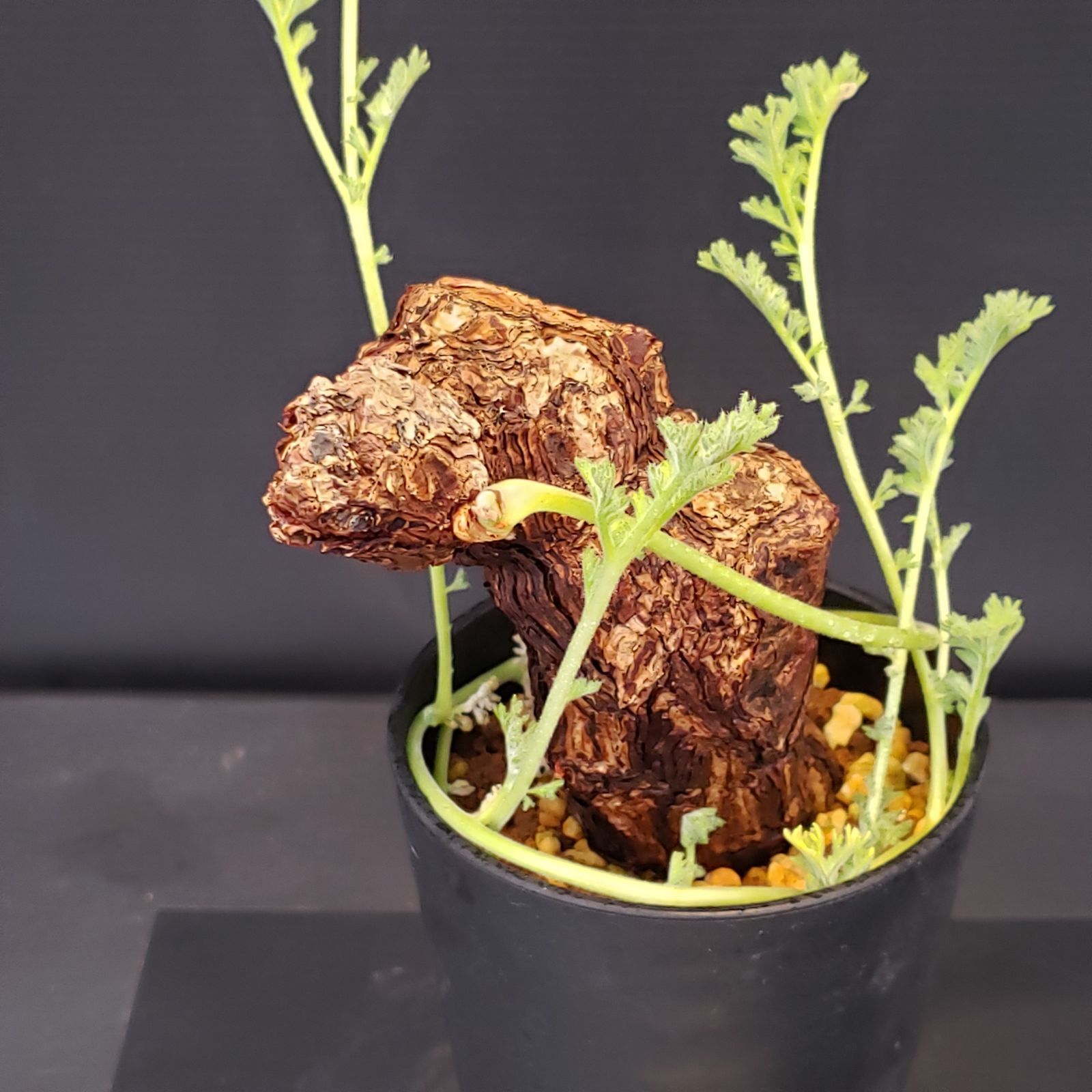 【塊根植物】 ペラルゴニウム トリステ現地株＋N/OH 澪標 塊根植物】 ペラルゴニウム トリステ現地株＋N/OH 澪標 塊根植物