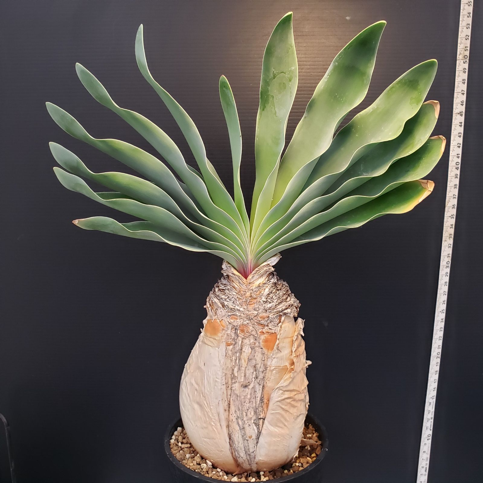 【発根済・良形株】ブーファン・ハエマンソイデス 現品限り】ブーファン・ハエマンソイデス 1年管理 おそらく発根済み