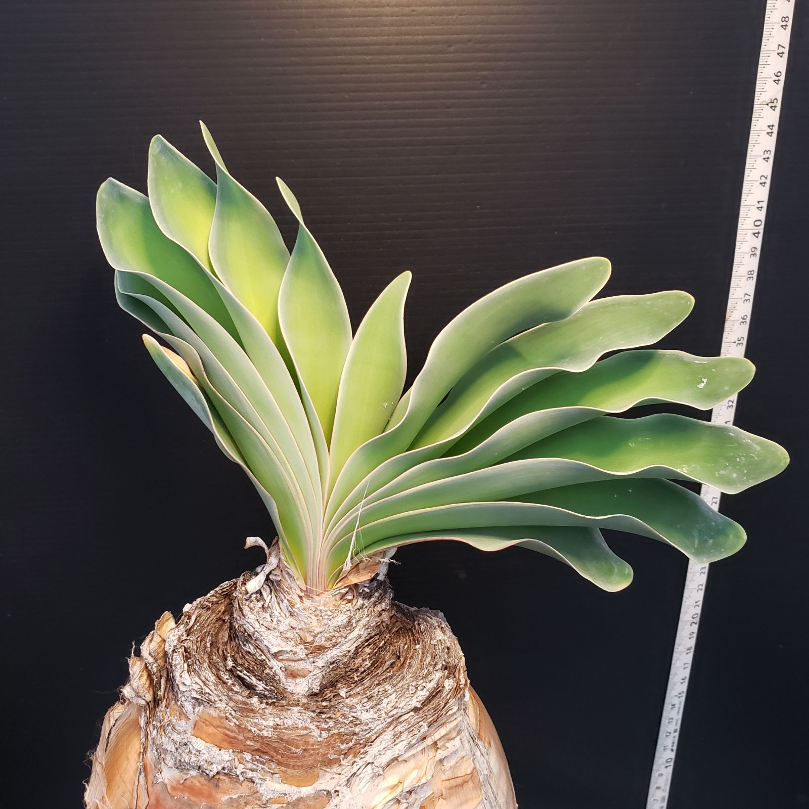 C388【自社養生株】ブーファン ハエマンソイデス（現地球・発根株