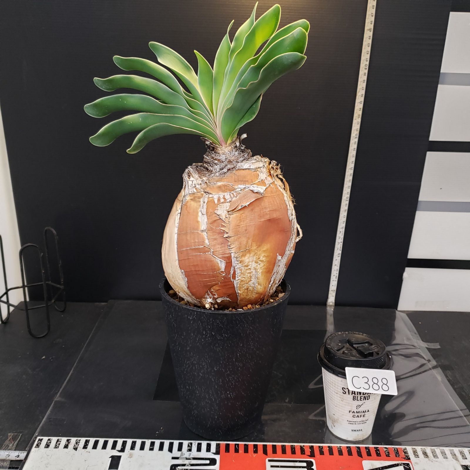 C388【自社養生株】ブーファン ハエマンソイデス（現地球・発根株