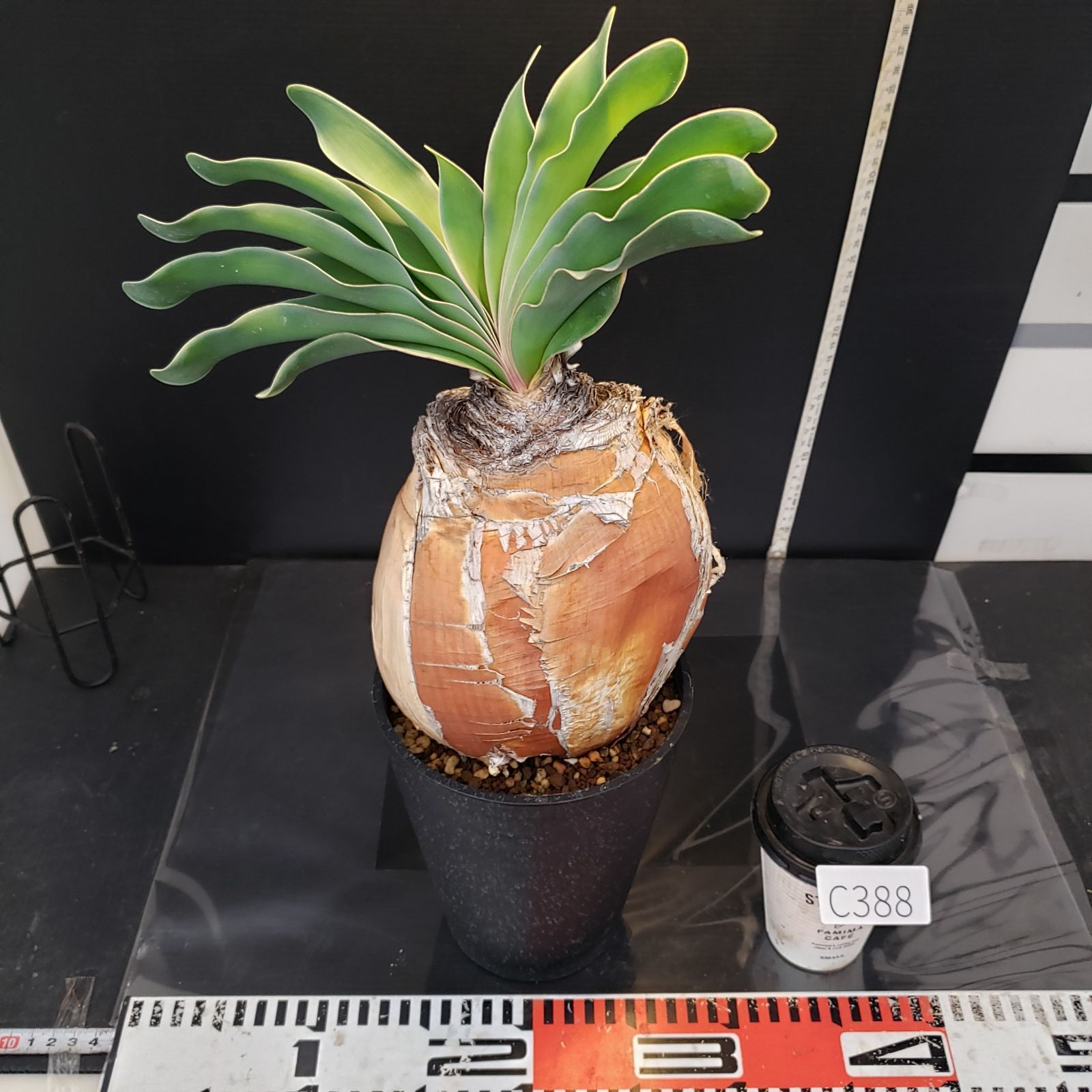 C388【自社養生株】ブーファン ハエマンソイデス（現地球・発根株