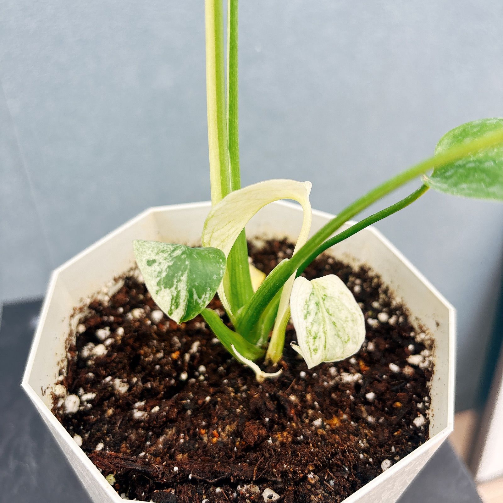 現品］【希少】9番 モンステラ デリシオーサ ホワイトモンスター 4号