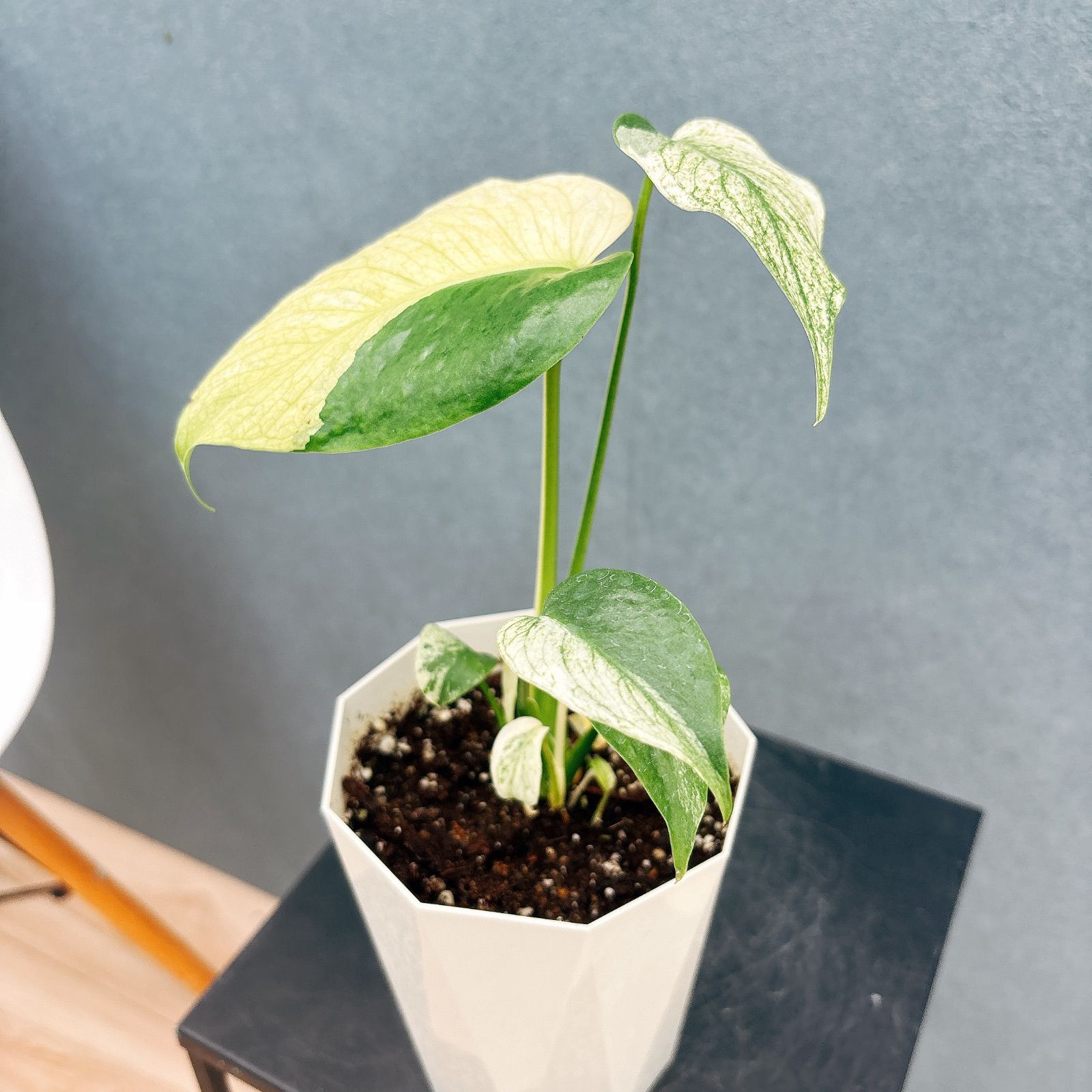 現品］【希少】9番 モンステラ デリシオーサ ホワイトモンスター 4号