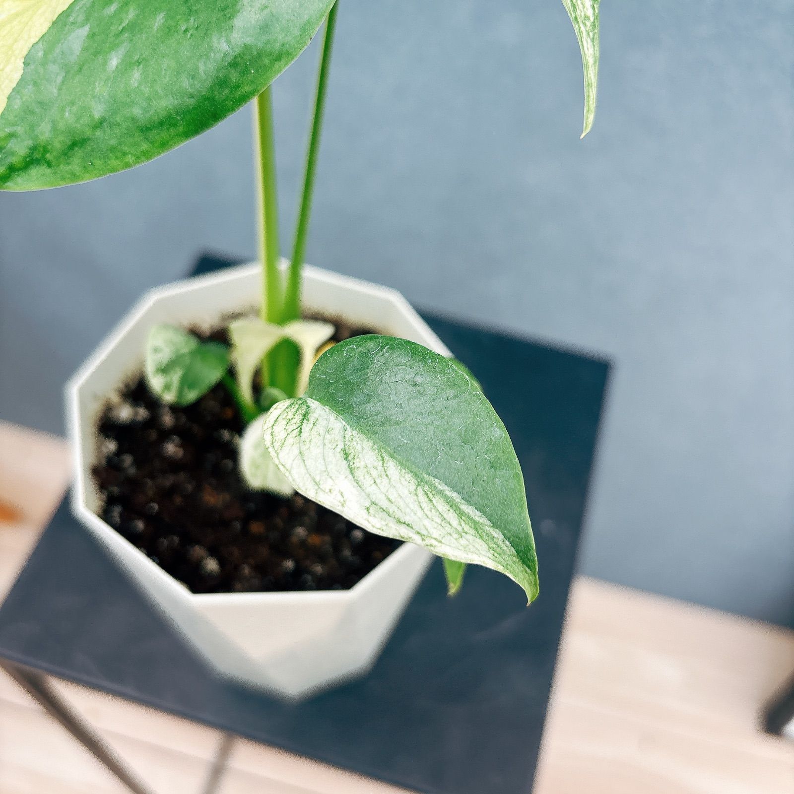 ［現品］【希少】H モンステラ　デリシオーサ　斑入　レア　観葉植物　室内　大株 現品］【希少】H モンステラ デリシオーサ 斑入 レア 観葉植物 室内 大株