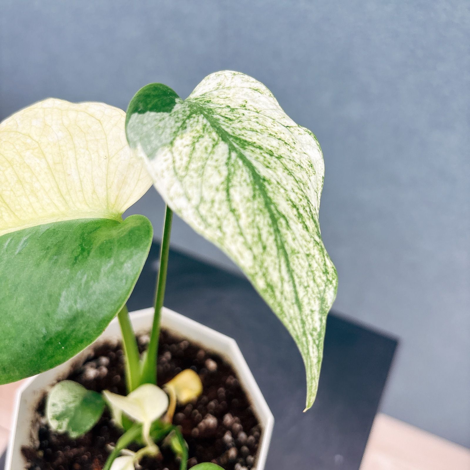 現品］【希少】9番 モンステラ デリシオーサ ホワイトモンスター 4号