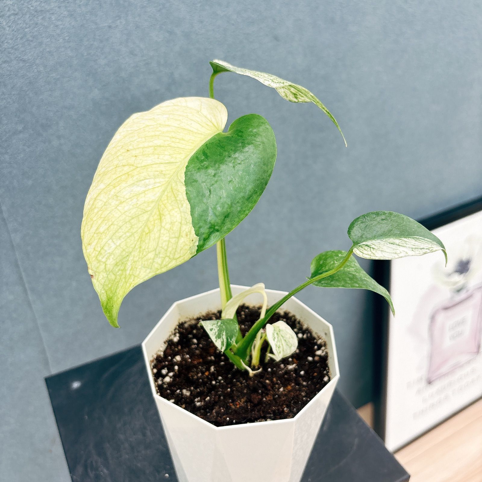 現品］【希少】9番 モンステラ デリシオーサ ホワイトモンスター 4号