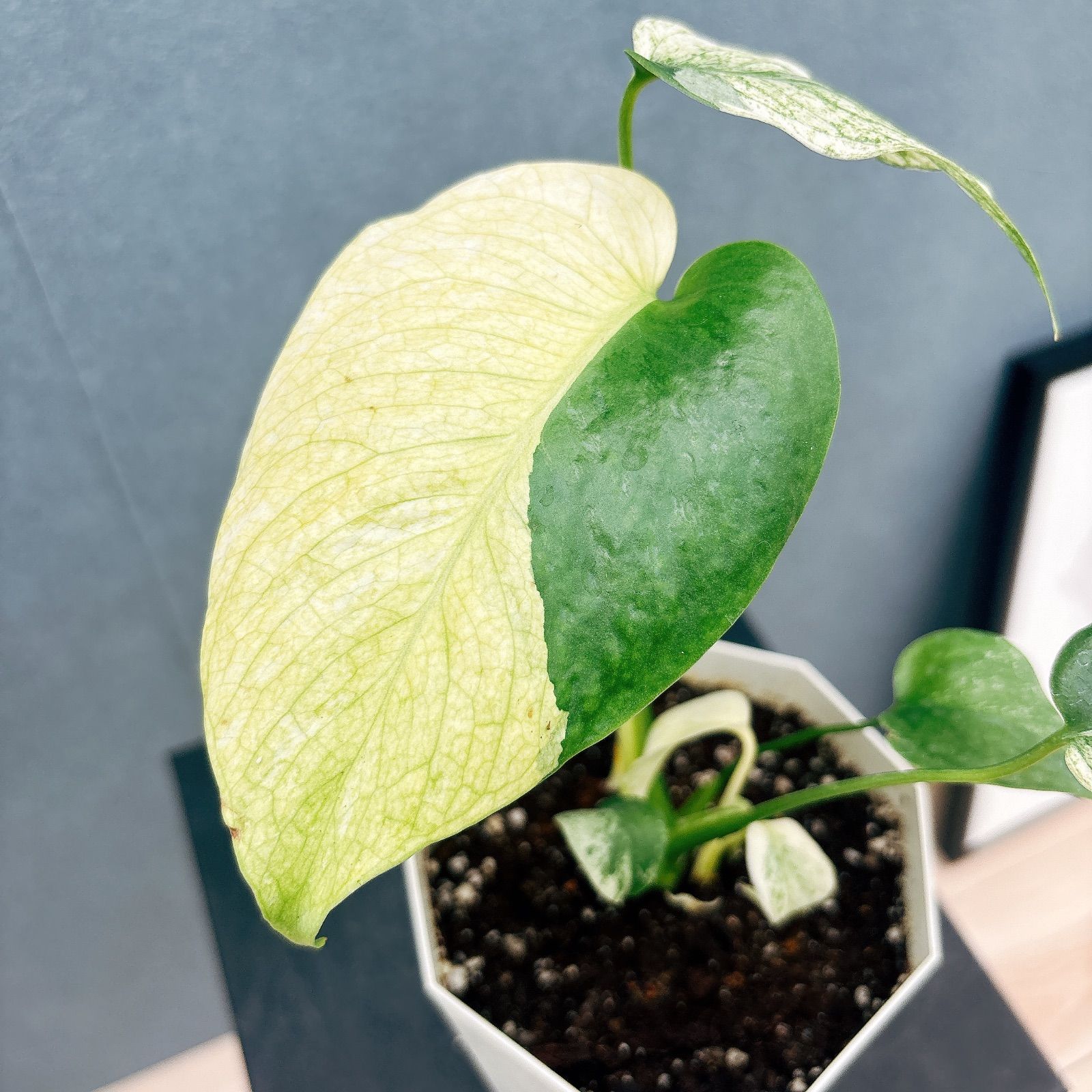 現品］90番 モンステラ デリシオーサ 8号 観葉植物 室内 大型 おしゃれ