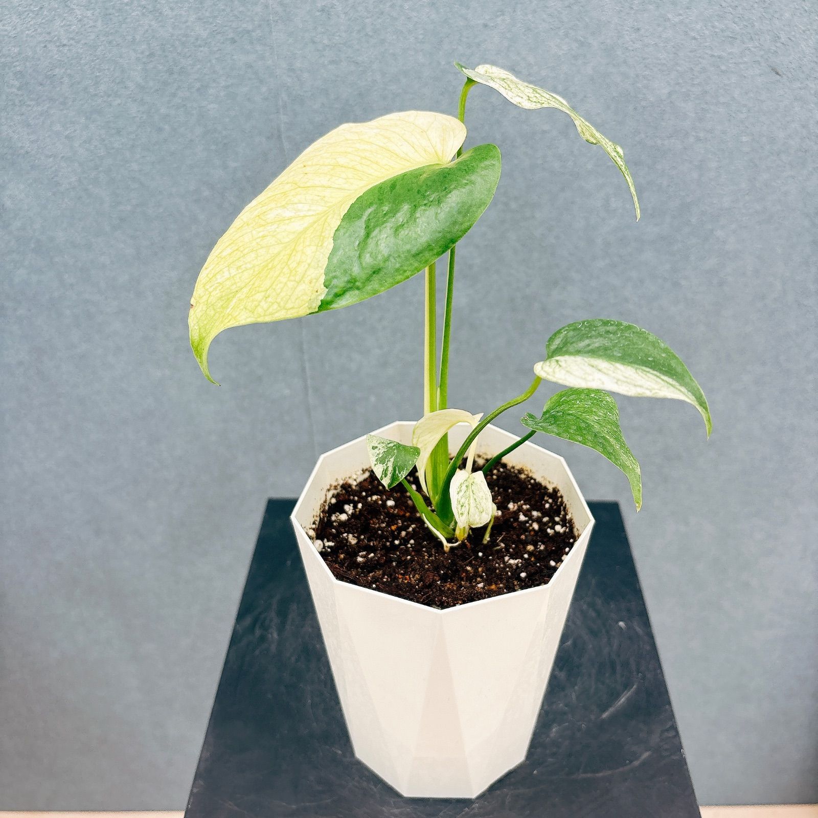 現品］【希少】9番 モンステラ デリシオーサ ホワイトモンスター 4号