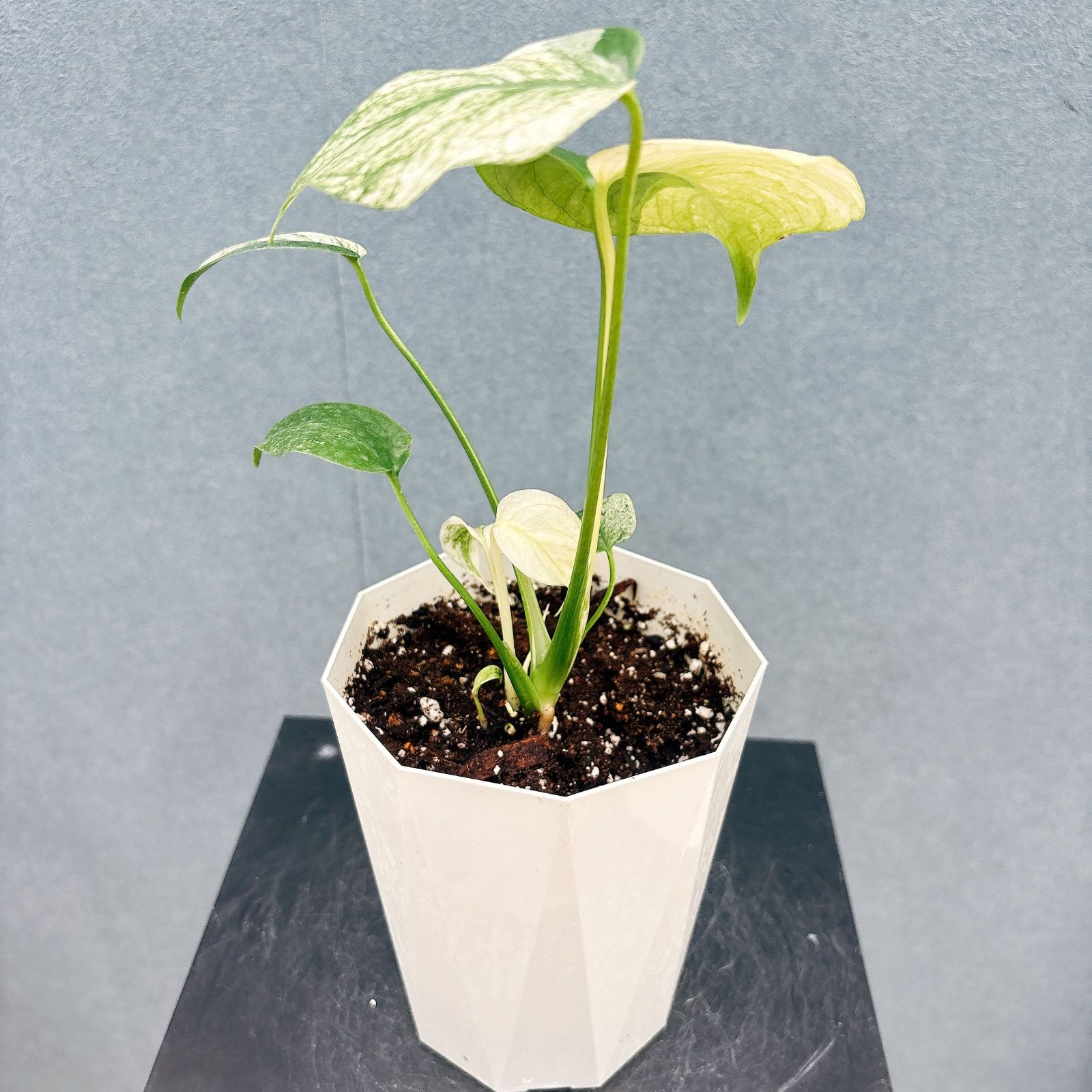 ［現品］【希少】H モンステラ　デリシオーサ　斑入　レア　観葉植物　室内　大株 現品］【希少】H モンステラ デリシオーサ 斑入 レア 観葉植物 室内 大株