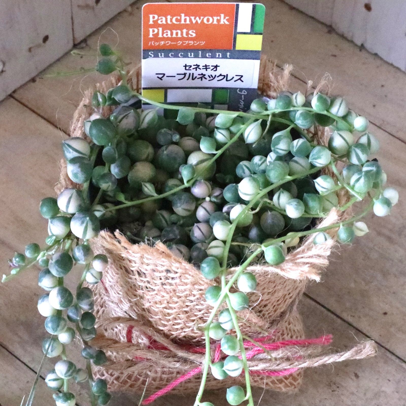 斑入り♡グリーンネックレス♡多肉植物♡ - メルカリ