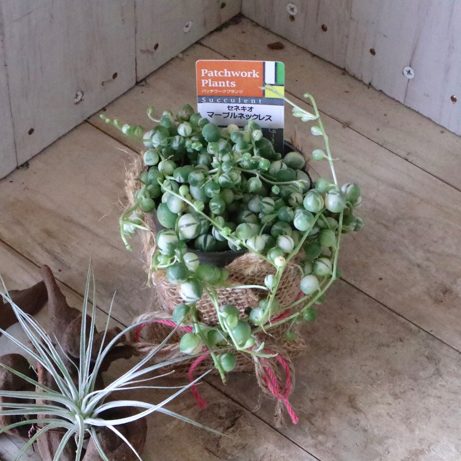 ひよこモリモリ♡斑入りグリーン（マーブル）ネックレスメルカリ便で モリモリ♡斑入りグリーン（マーブル）ネックレス♡2.5号♡2個セット