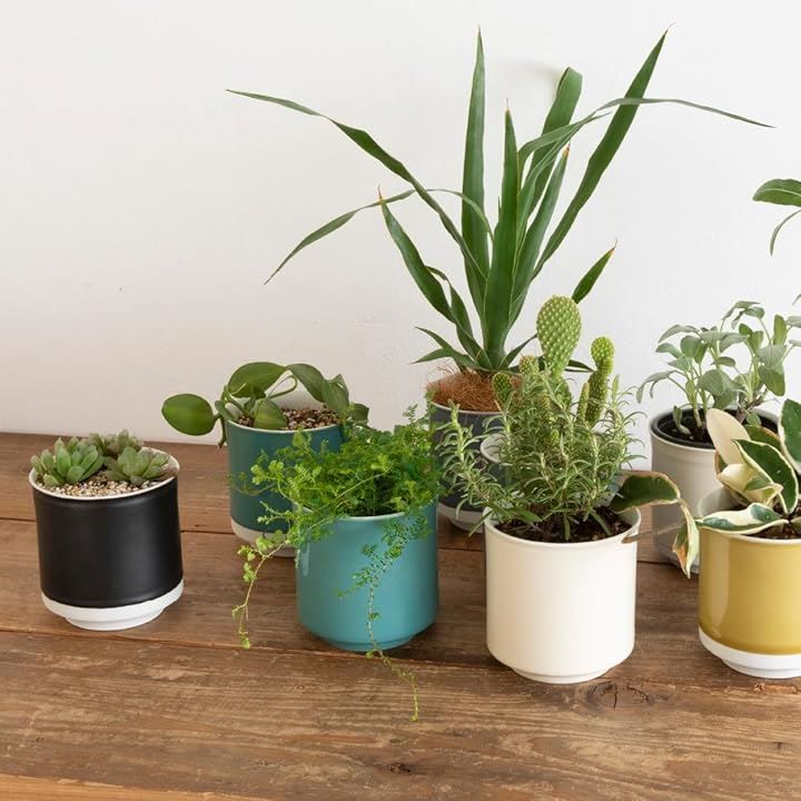 園芸用品 Leaf88 日本製 植木鉢 受け皿付 10.5x11.5cm 3.5号 波佐見焼