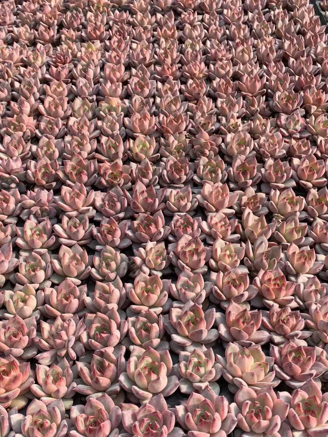 新発売 XQS150 オレンジ 105苗セット 土と根付き 多肉植物 エケベリア