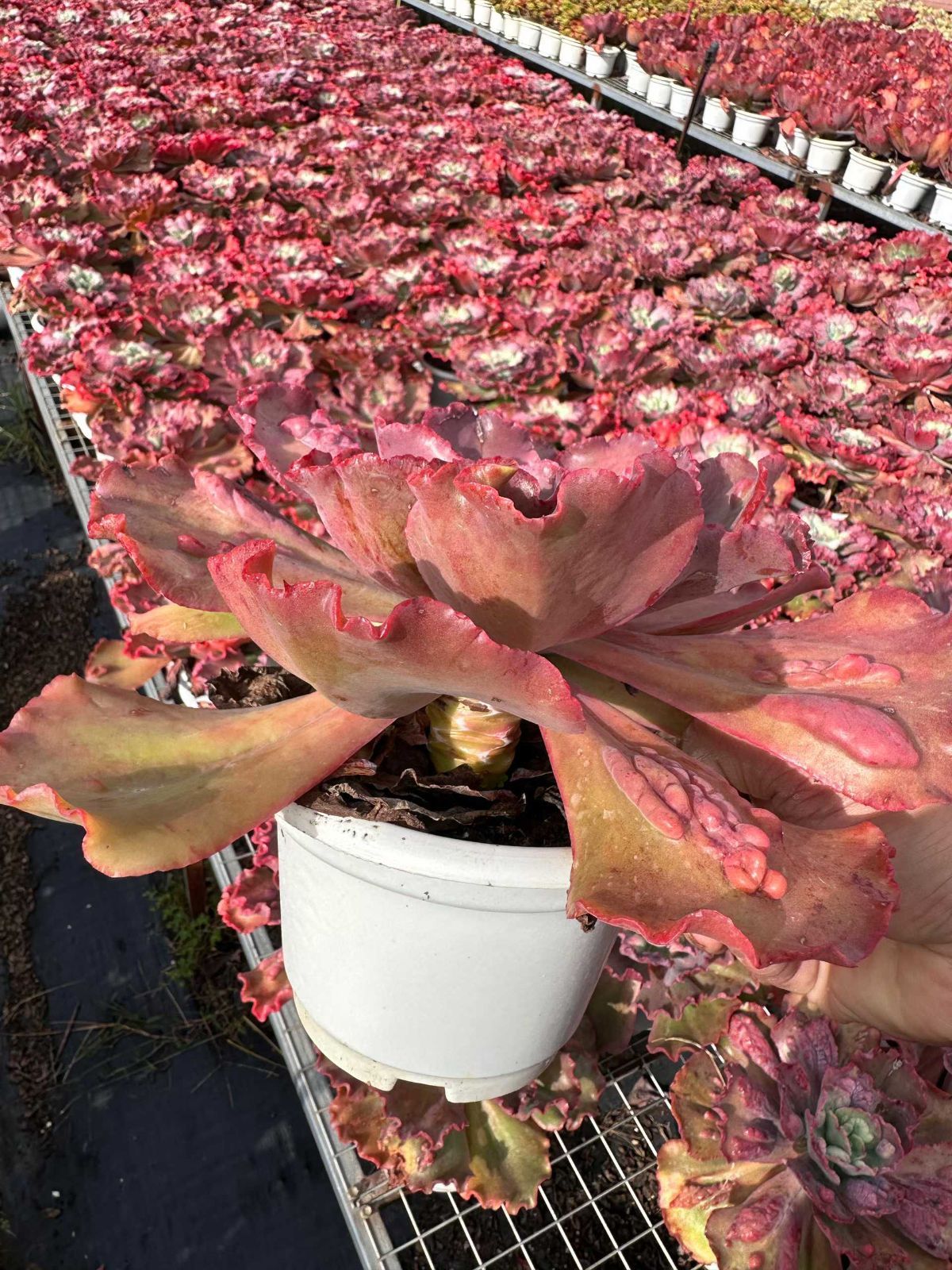 【新入荷】エケベリア　韓国苗　カーニバル　超特大　多肉植物 6株の抜き苗セット】カーニバル 多肉植物 佐川急便発送 エケベリア