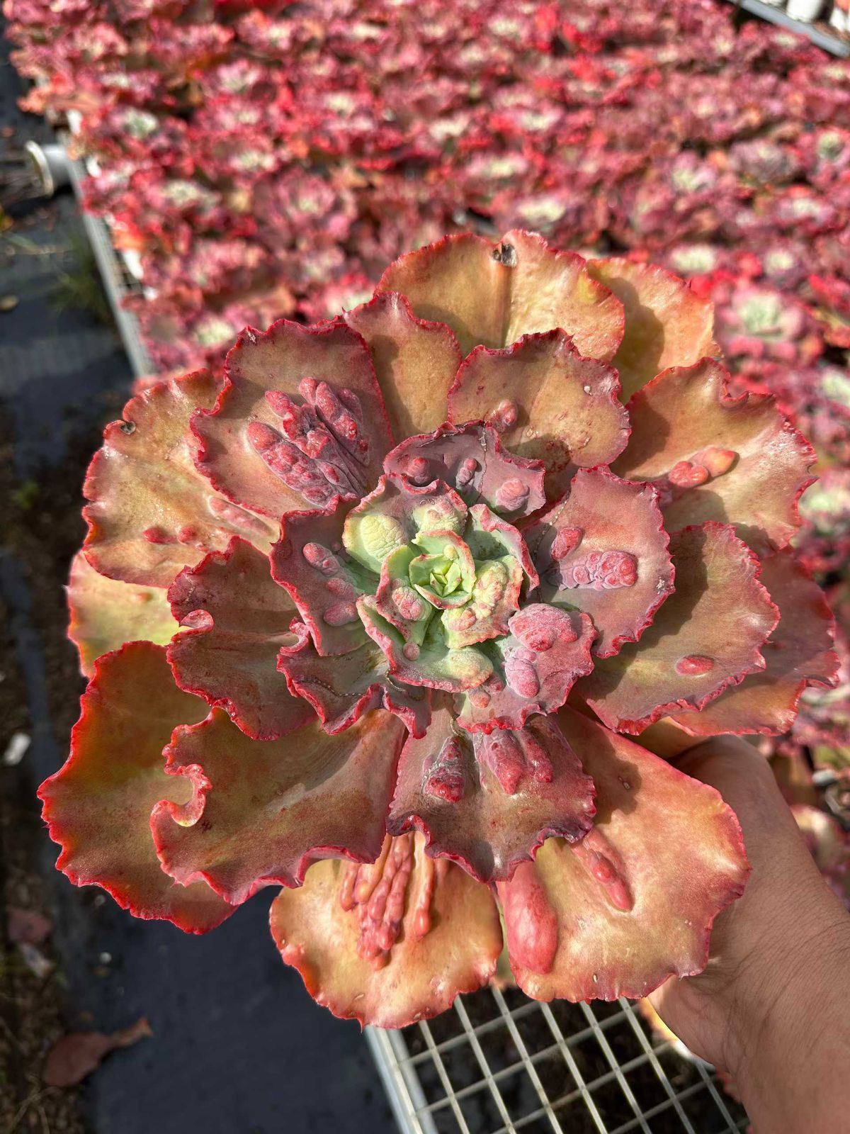 6株の抜き苗セット】カーニバル 多肉植物 佐川急便発送 エケベリア
