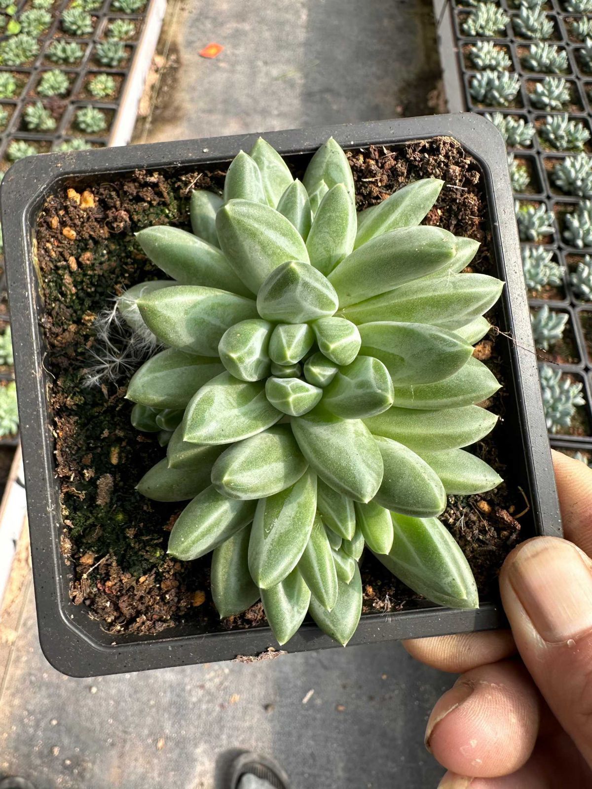 12株の抜き苗セット スノーマウンテン 多肉植物 佐川急便発送 エケベリア 韓国苗 ZAN 47