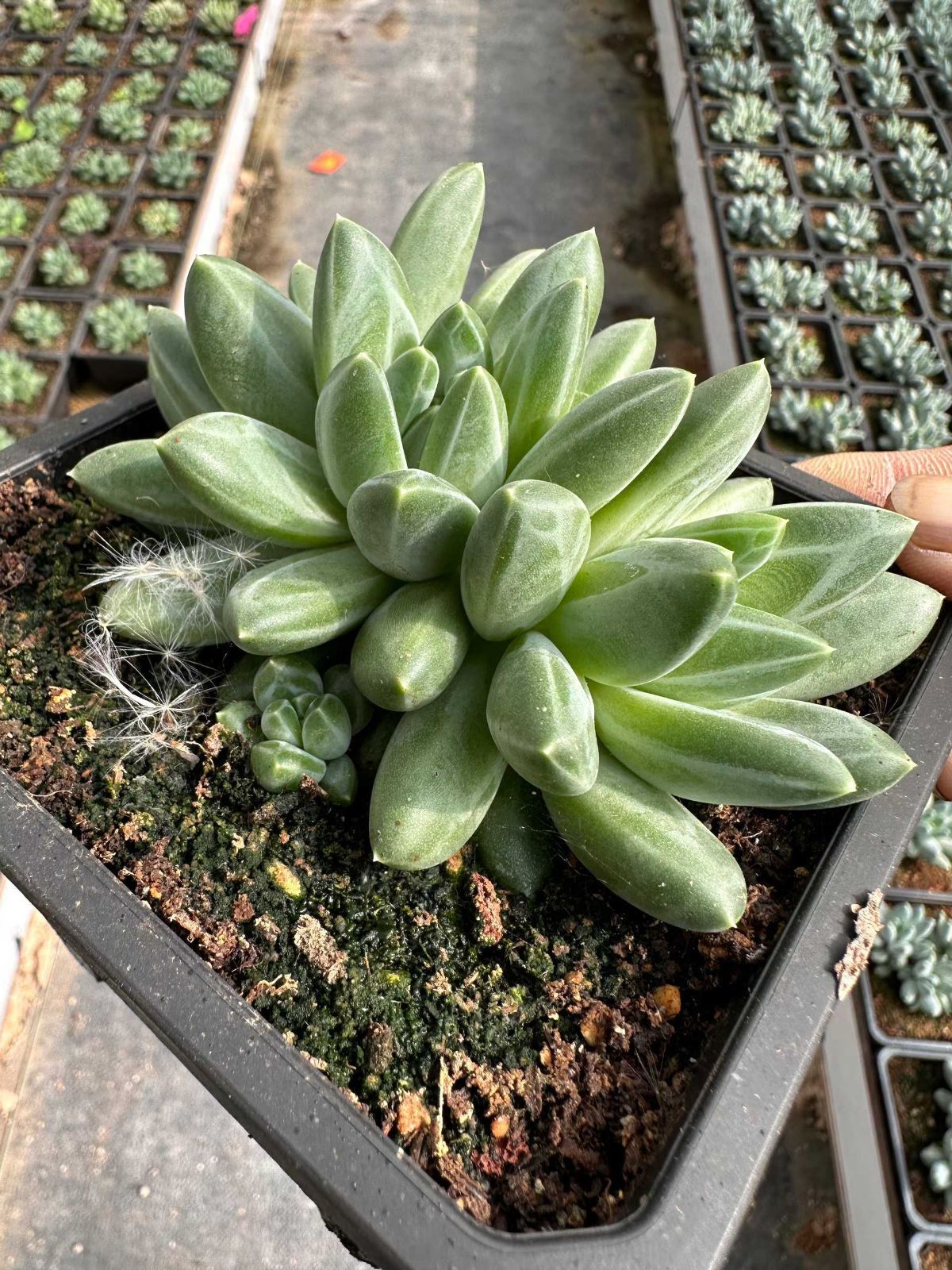 12株の抜き苗セット スノーマウンテン 多肉植物 佐川急便発送 エケベリア 韓国苗 ZAN 47