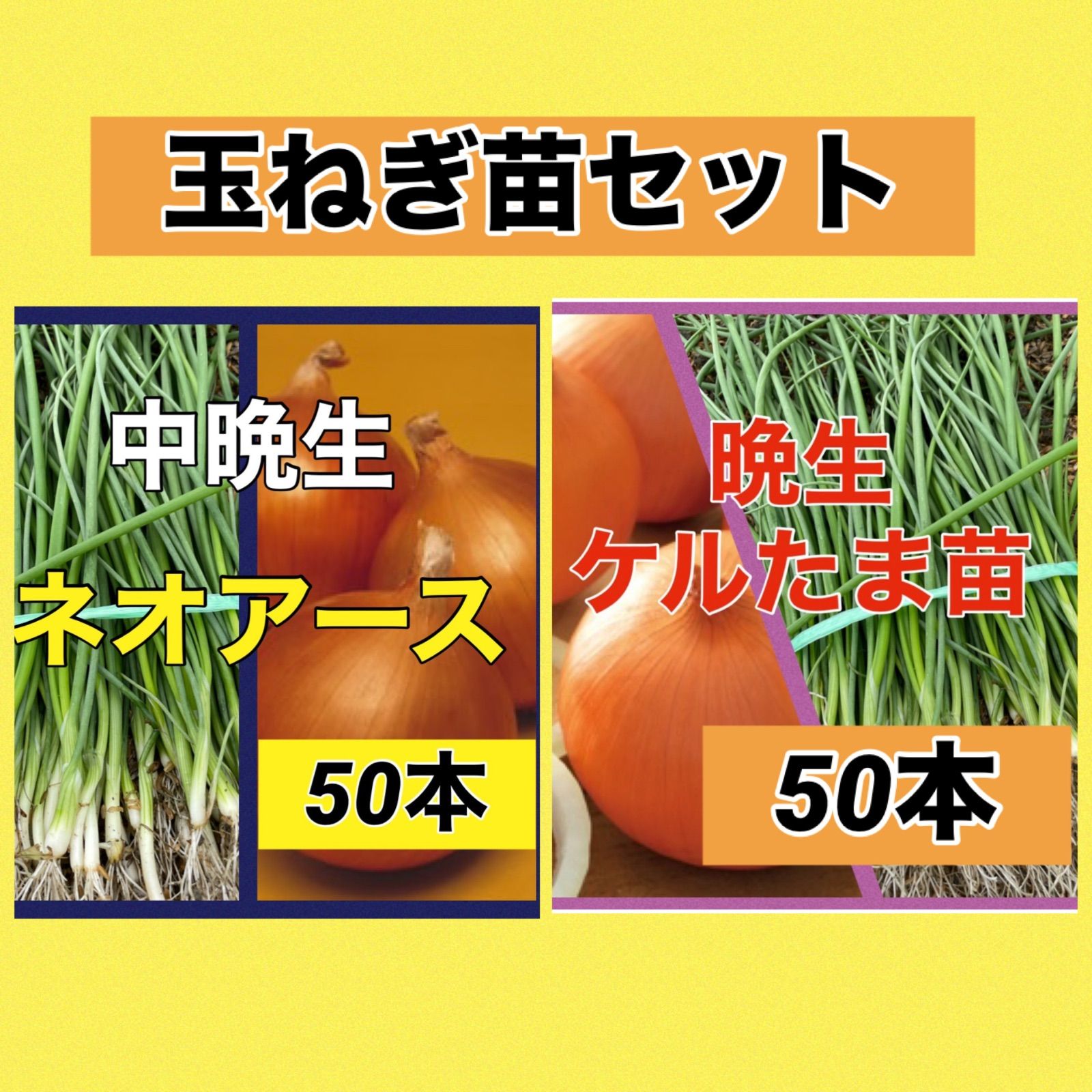 苗の専門店発送‼️赤玉ねぎ苗‼️赤たまサラダ‼️美しい紫色