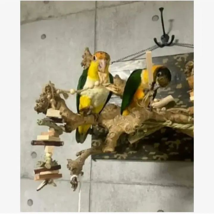 123 ロング 自然素材 ウッドクライミング インコ ガジガジバードトイ