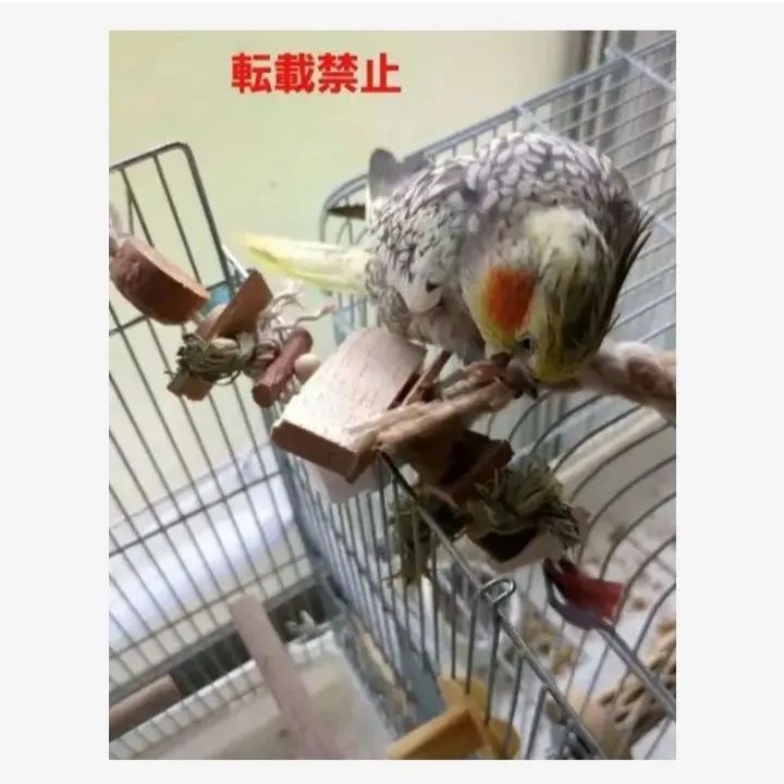 11　ロング　自然素材　ウッドクライミング　インコ　ガジガジバードトイ 11 ロング 自然素材 ウッドクライミング インコ ガジガジバードトイ 11