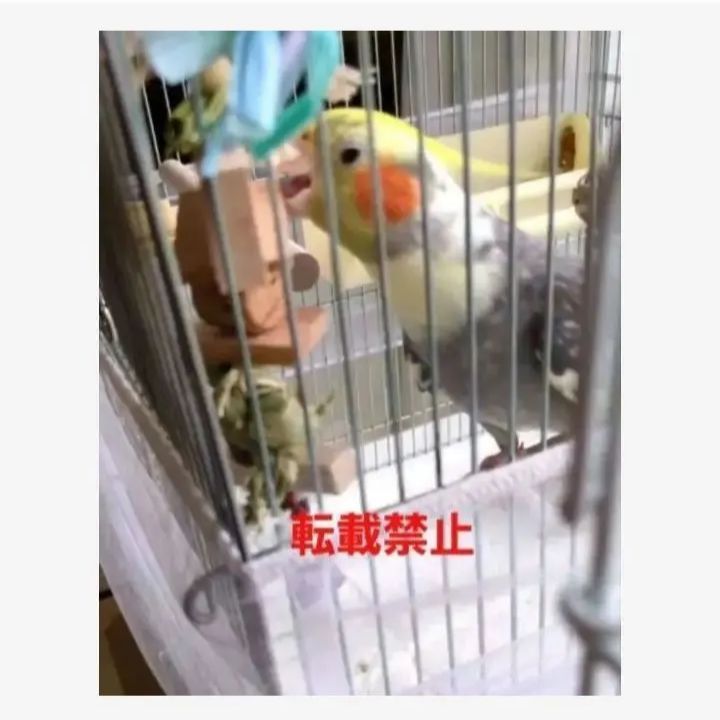 2ロング　自然素材　ウッドクライミング　中型インコ　ガジガジバードトイ　止まり木 2ロング 自然素材 ウッドクライミング 中型インコ ガジガジバードトイ