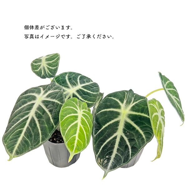 アロカシア ニンジャ 3号 黒ロングポット Alocasia ninja アローカシア