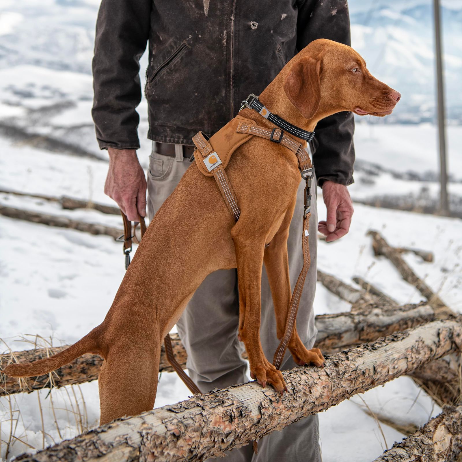 Carhartt(カーハート) ナイロンダック 引っ張り不要 犬用ハーネス 完全調節可能 クイックコントロールハンドルと反射アクセント付き カーハートブラウン L