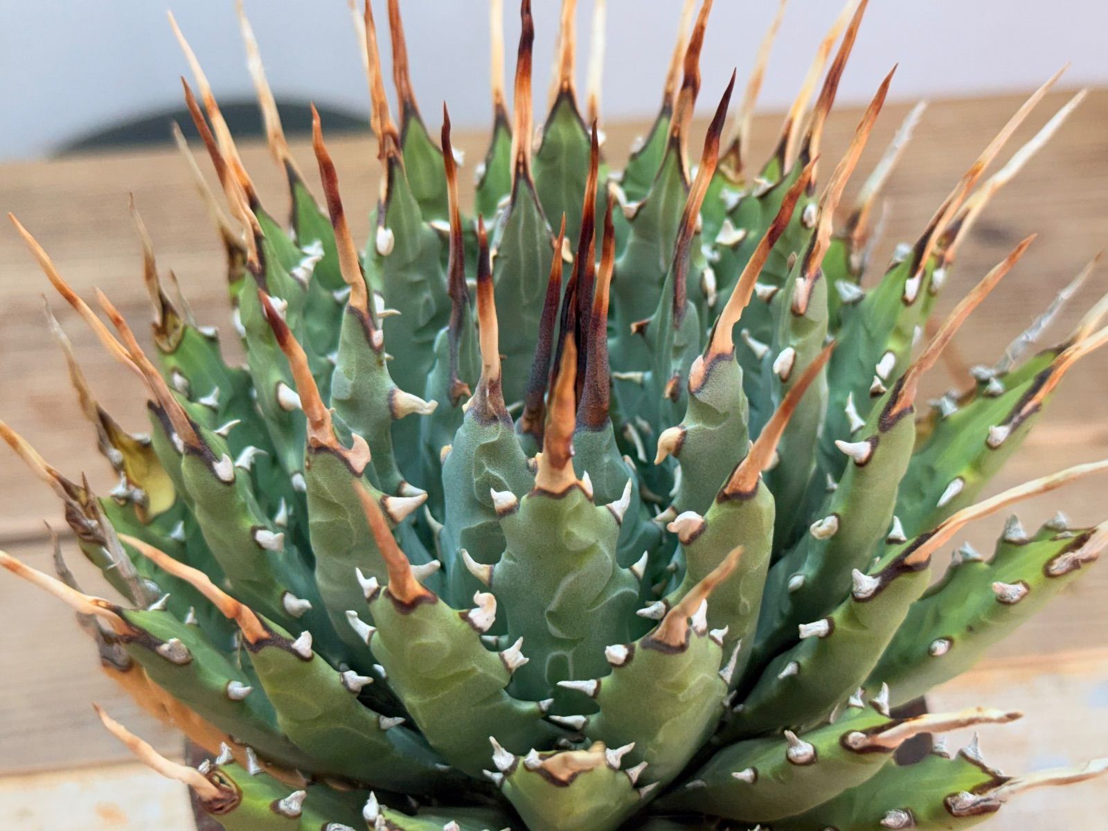 期間限定値下げ】♦︎超人気株 厳選 エボリスピナ 【大株】【発根済