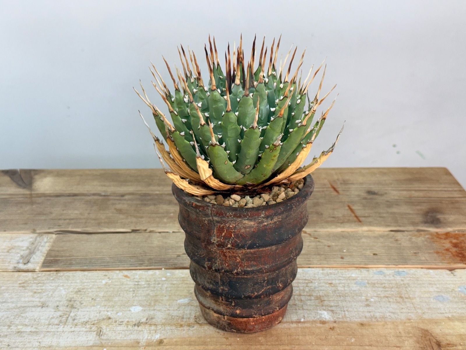 ︎ 株 厳選 エボリスピナ