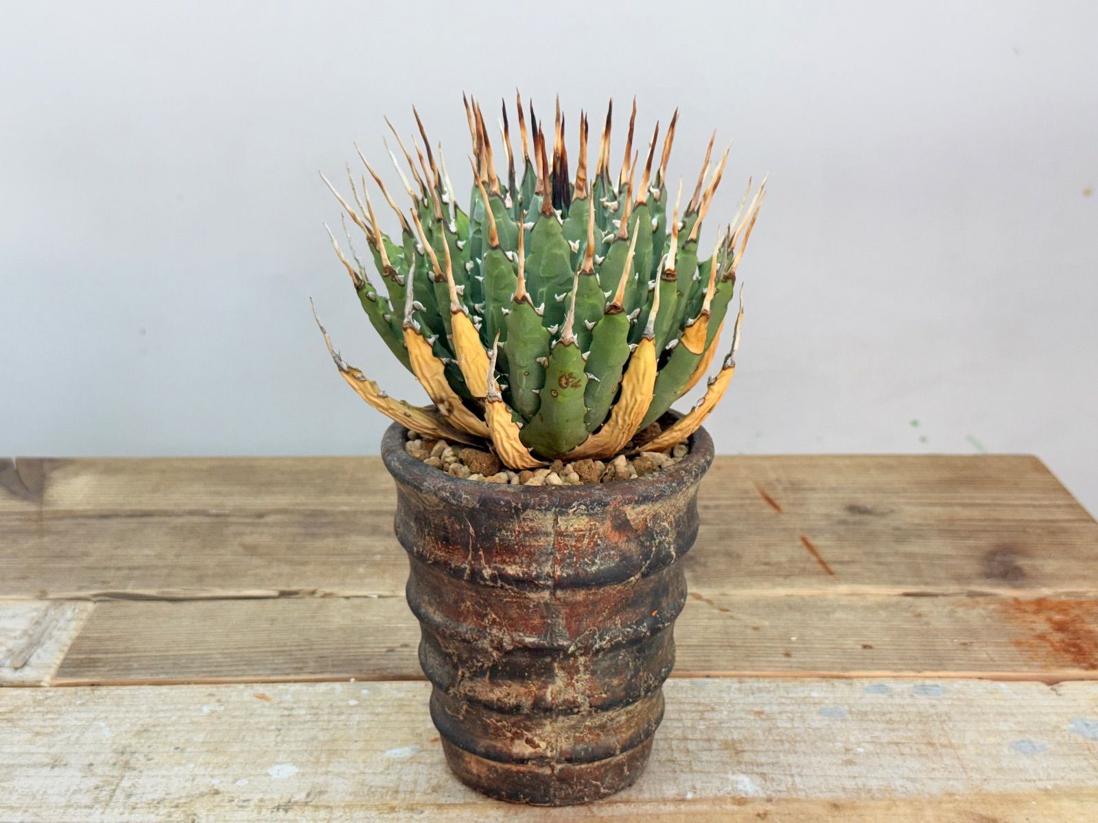 ︎ 株 厳選 エボリスピナ