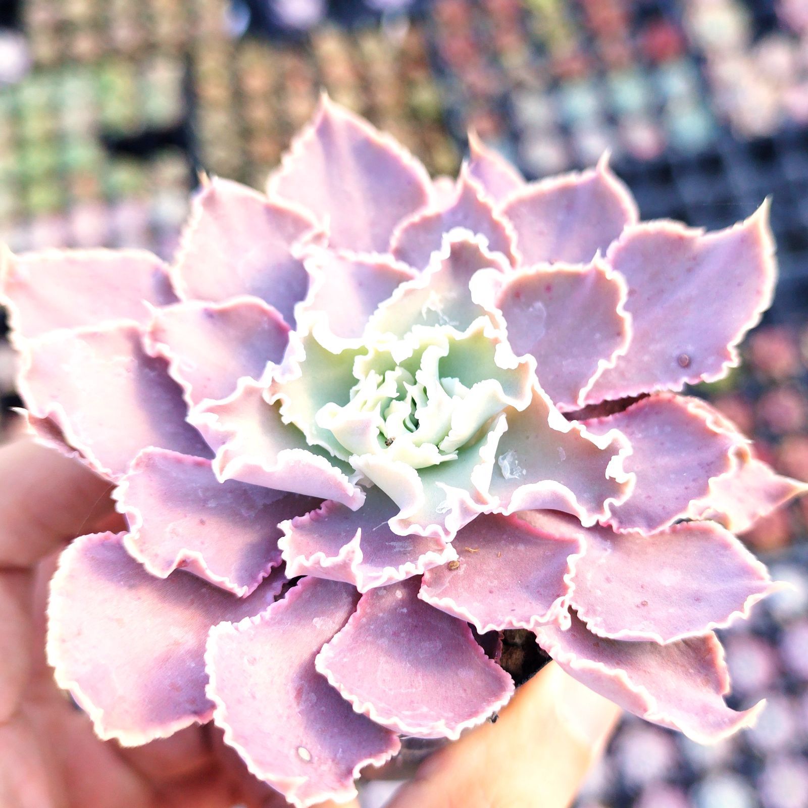 多肉植物 エケベリア シャビアナペレグリナ 実生 抜き苗 - メルカリ