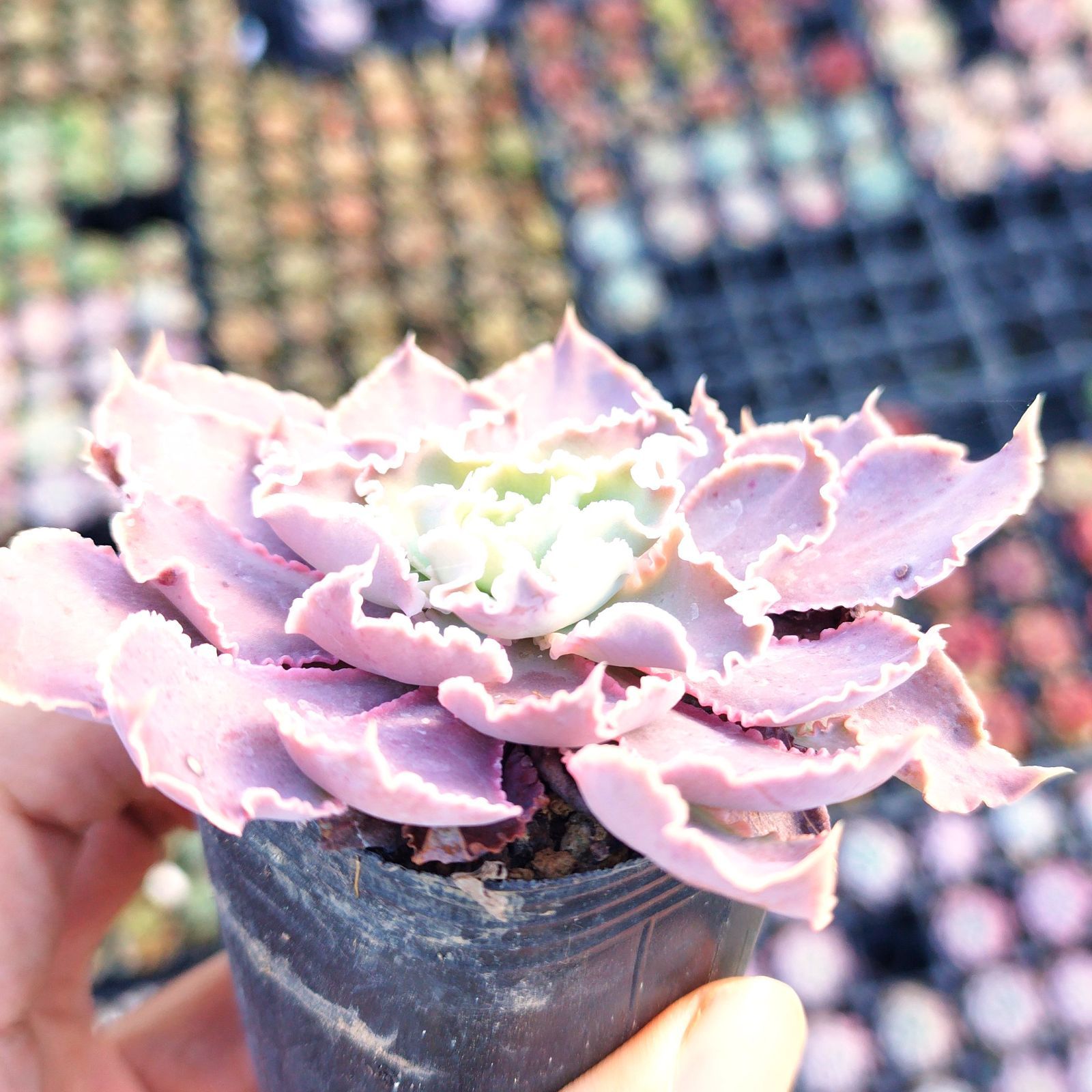 多肉植物 エケベリア シャビアナペレグリナ 実生 抜き苗 - メルカリ