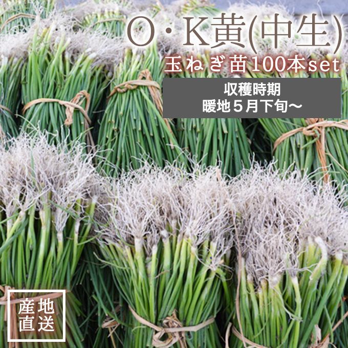 玉ねぎ苗5万本
